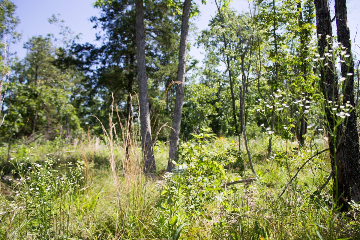 Timber Crossing Tract 32 photo 14