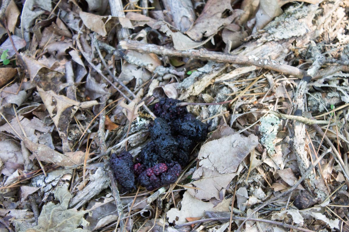 Timber Crossing Tract 32 photo 17