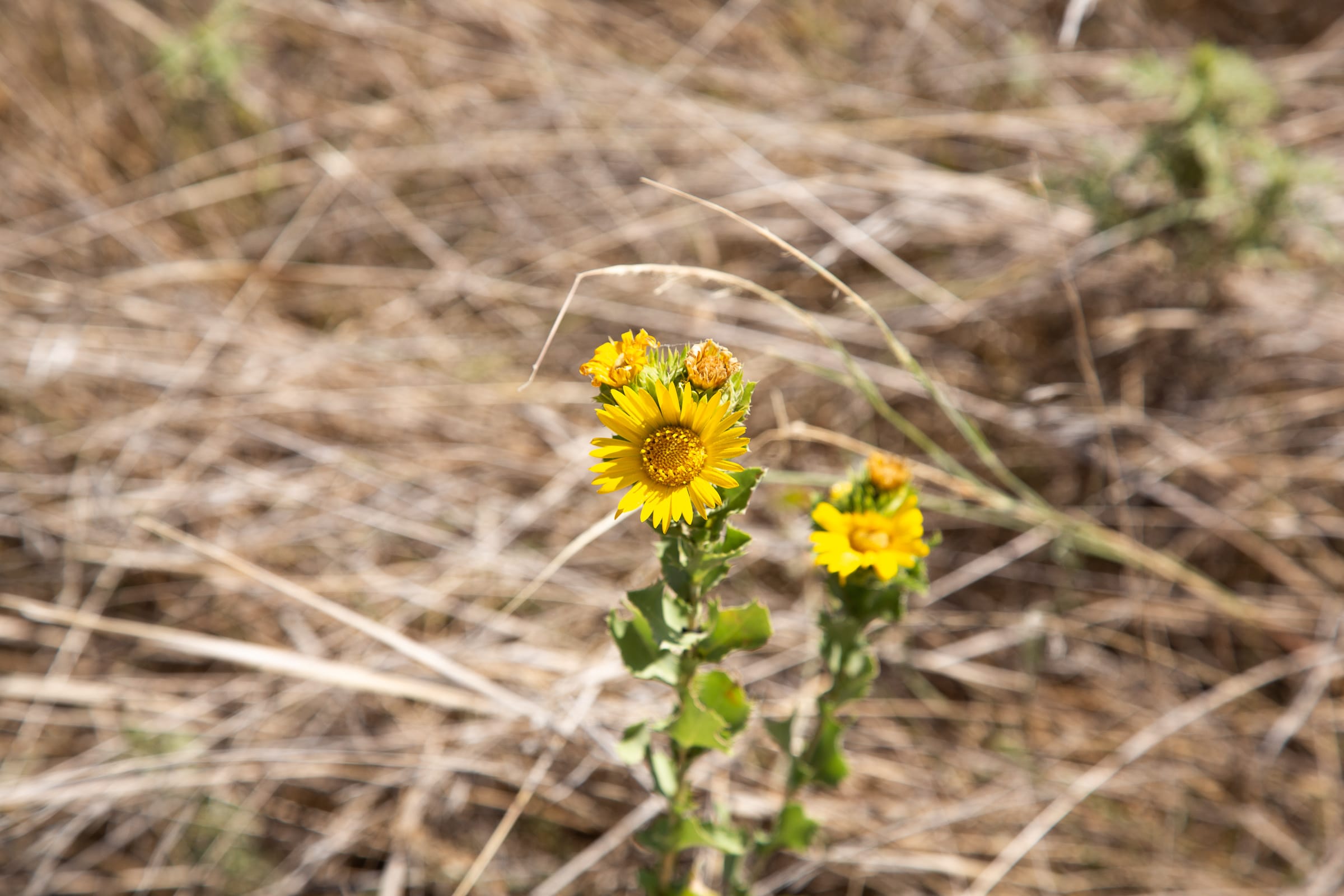 Hunter’s Ranch Tract 24 photo 3