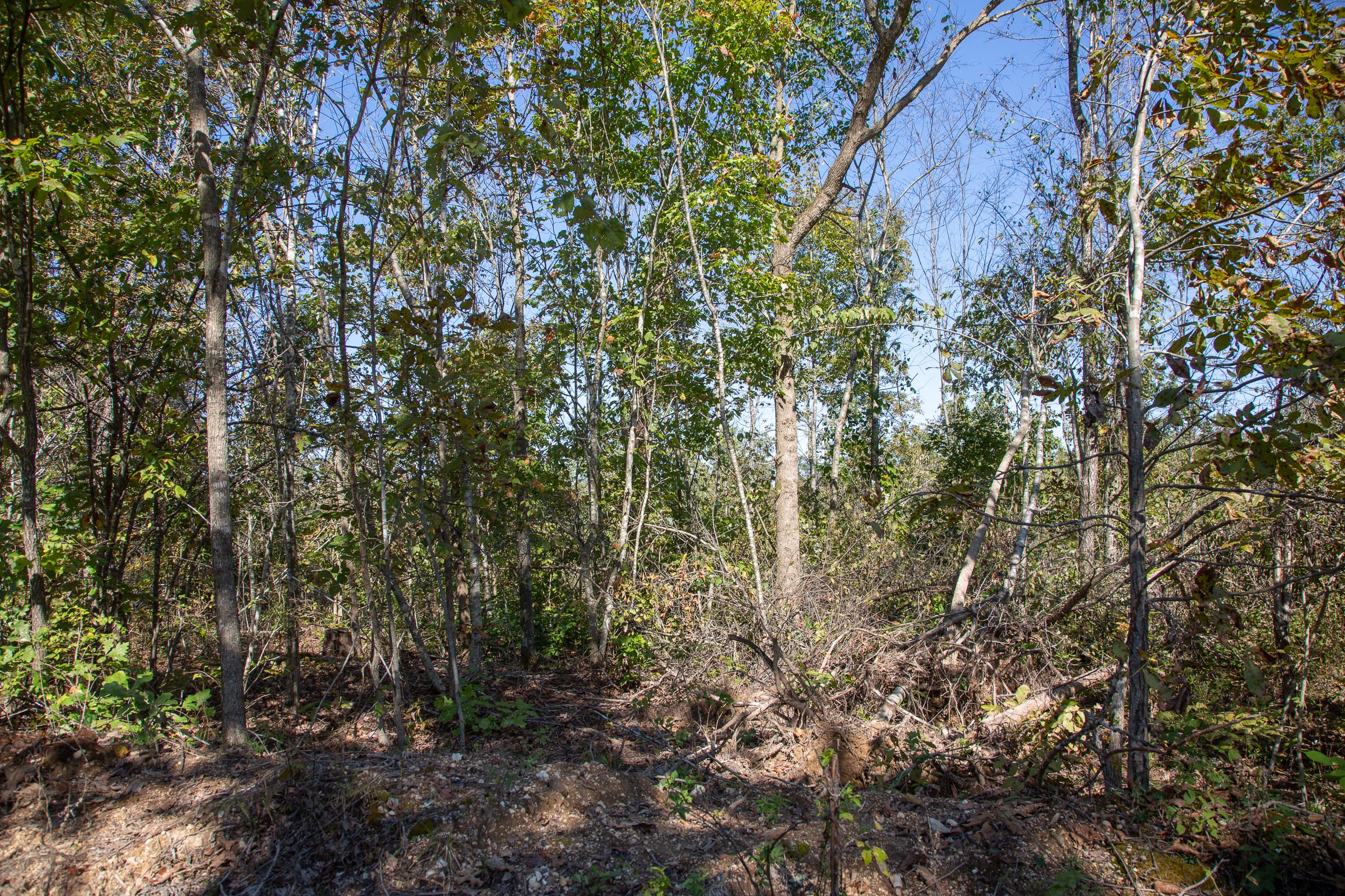 Borgmann’s Hollow Phase IV Tract 104 photo 3