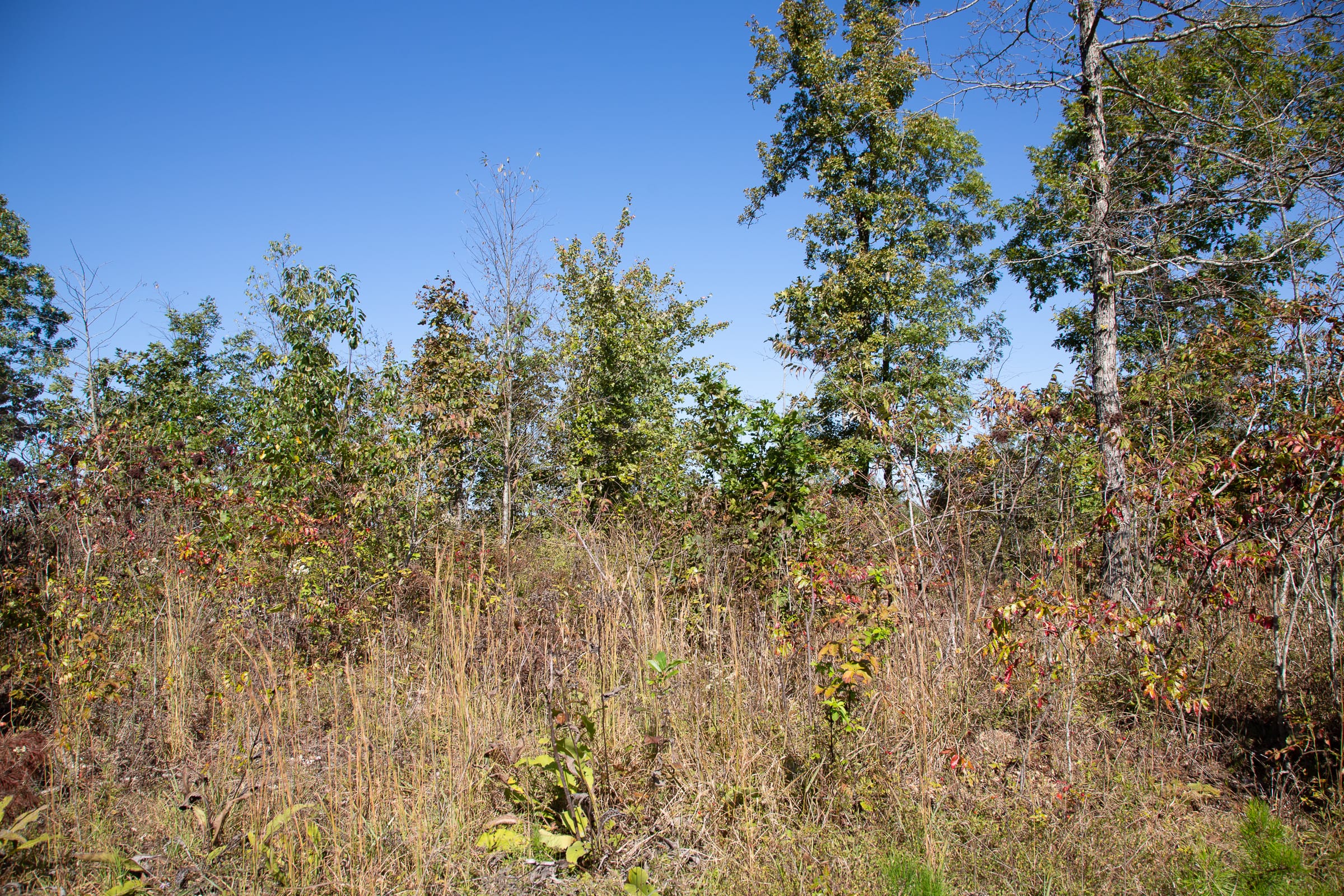 Borgmann’s Hollow Phase IV Tract 104 photo 5