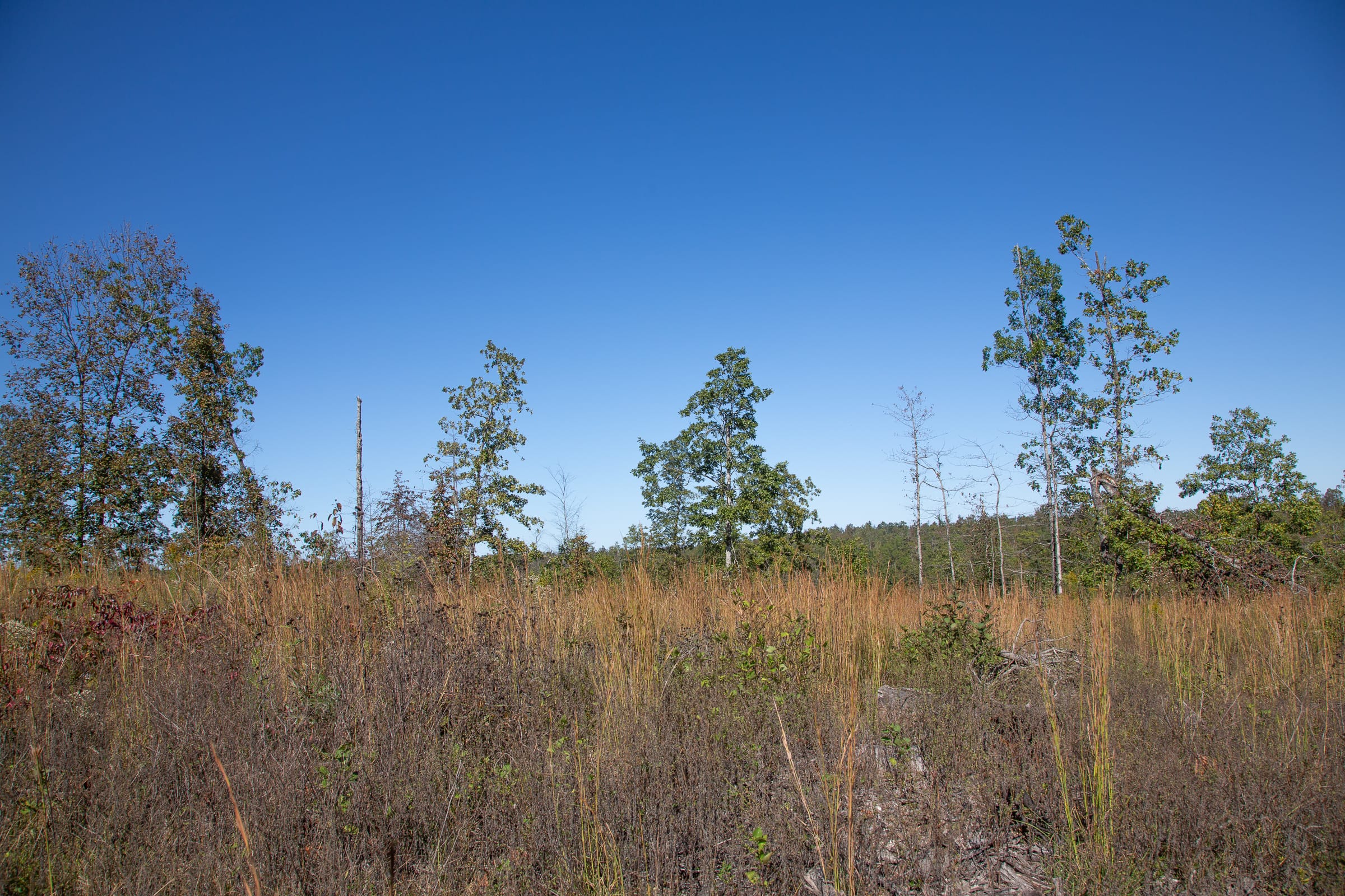 Borgmann’s Hollow Phase IV Tract 104 photo 7