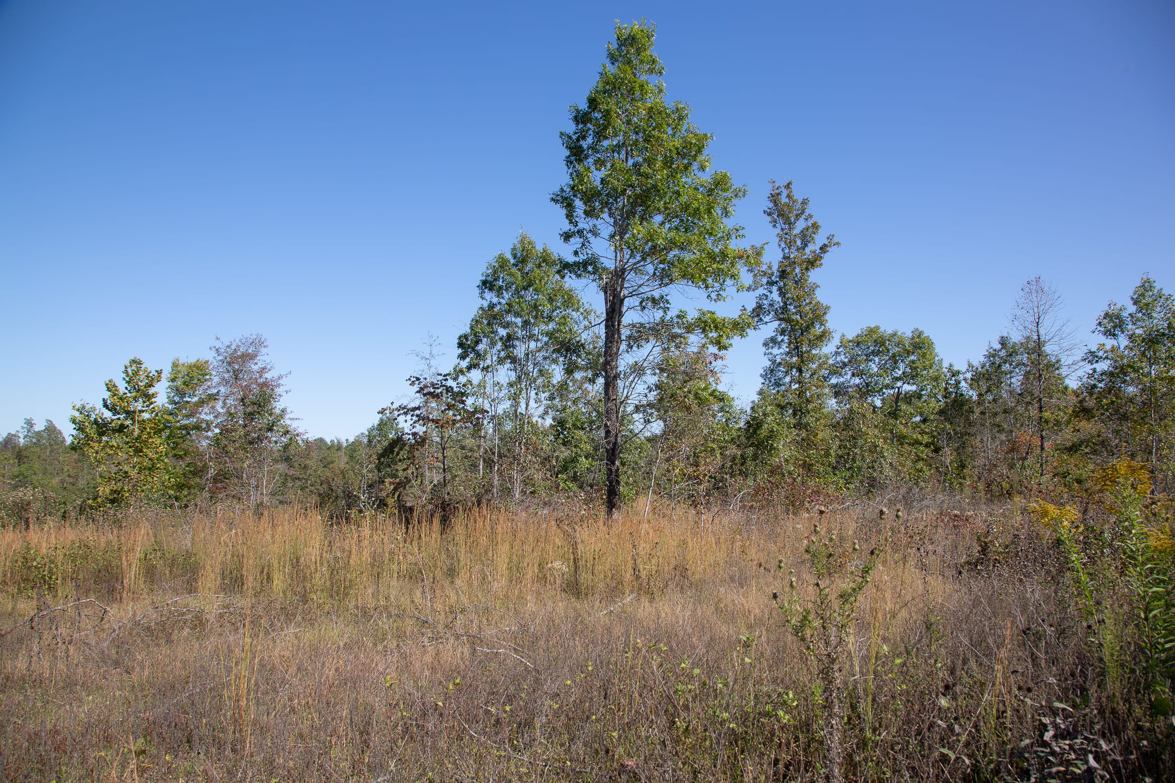 Borgmann’s Hollow Phase IV Tract 104 photo 8