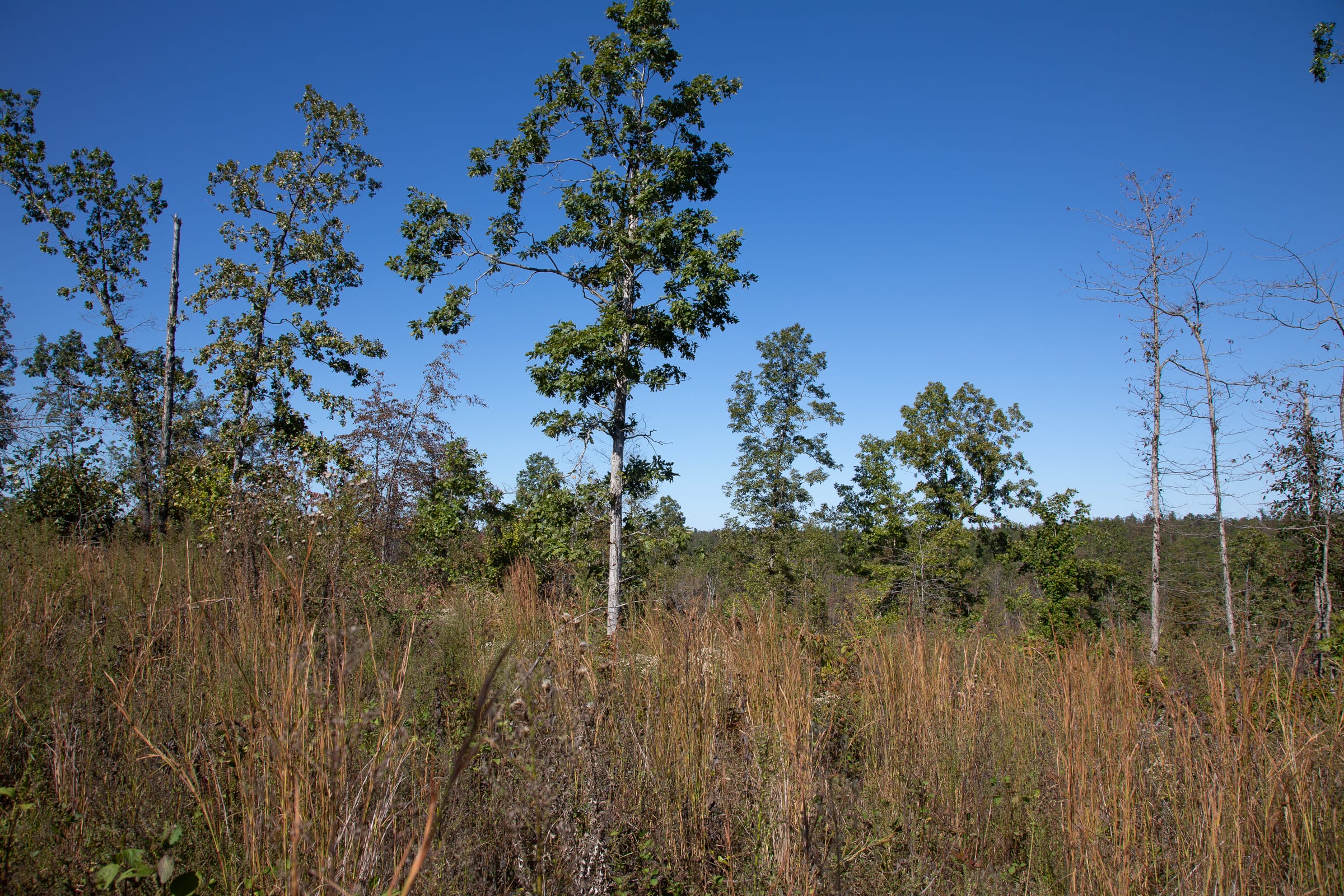 Borgmann’s Hollow Phase IV Tract 104 photo 10