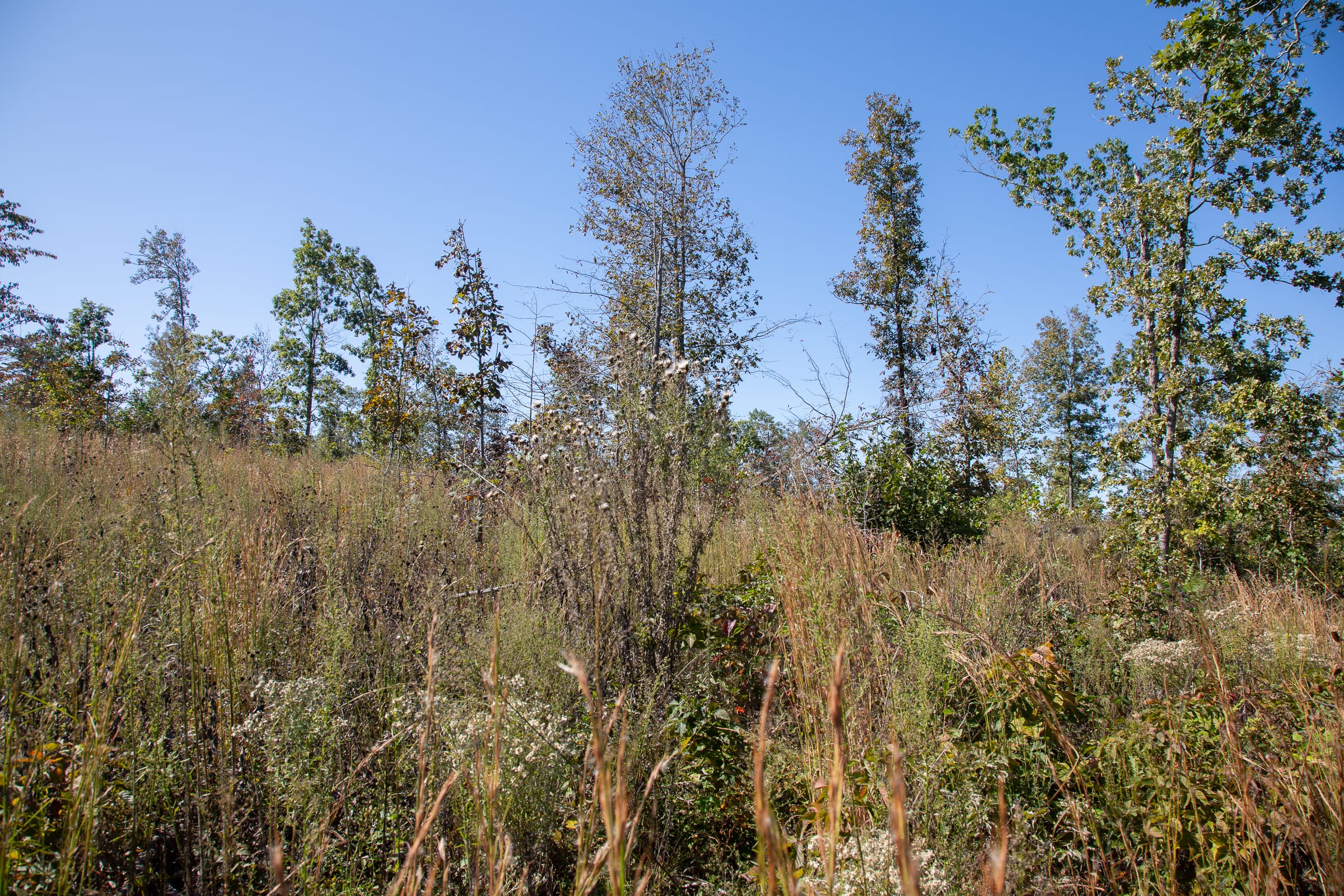 Borgmann’s Hollow Phase IV Tract 104 photo 11
