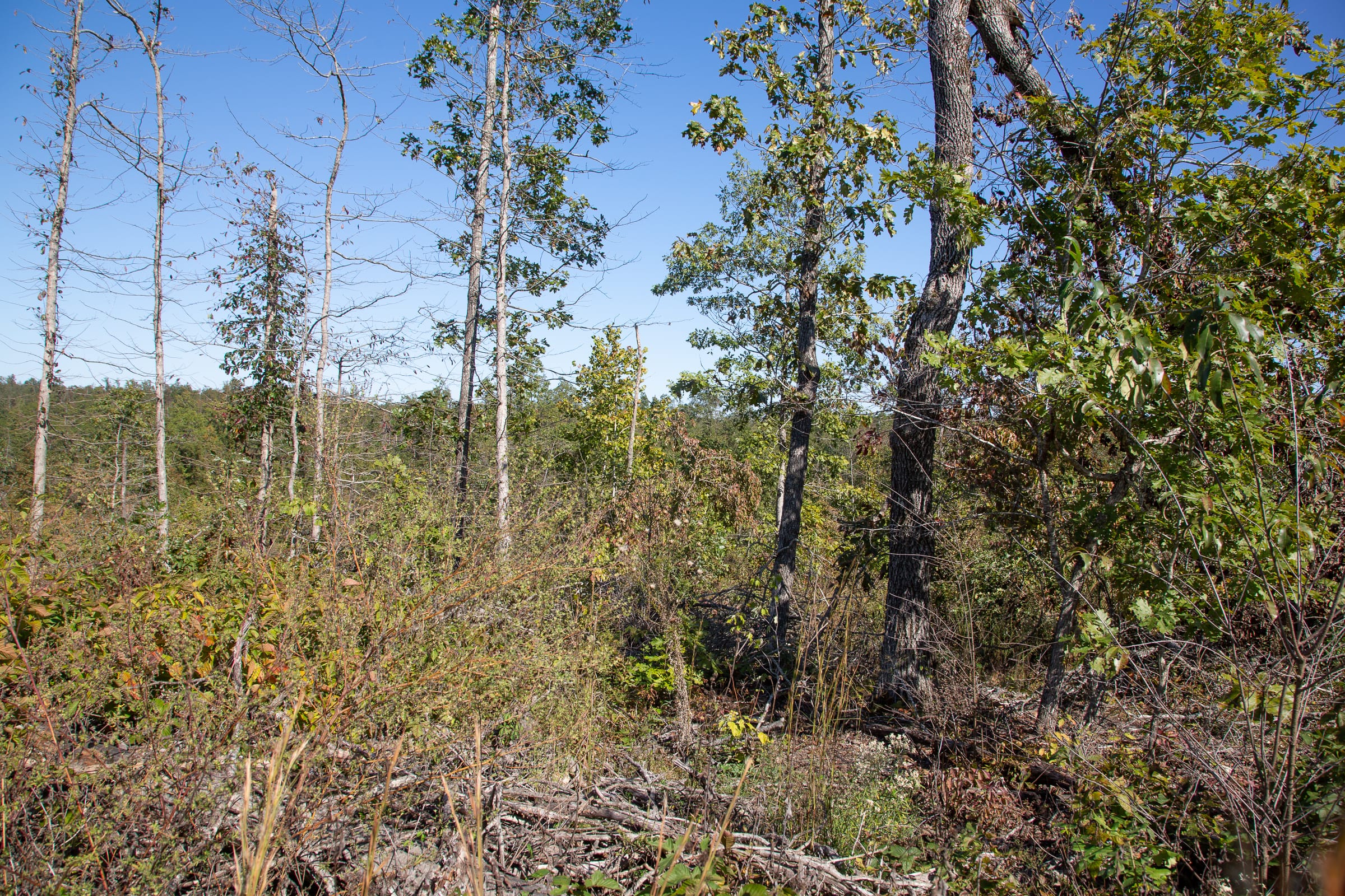 Borgmann’s Hollow Phase IV Tract 104 photo 12