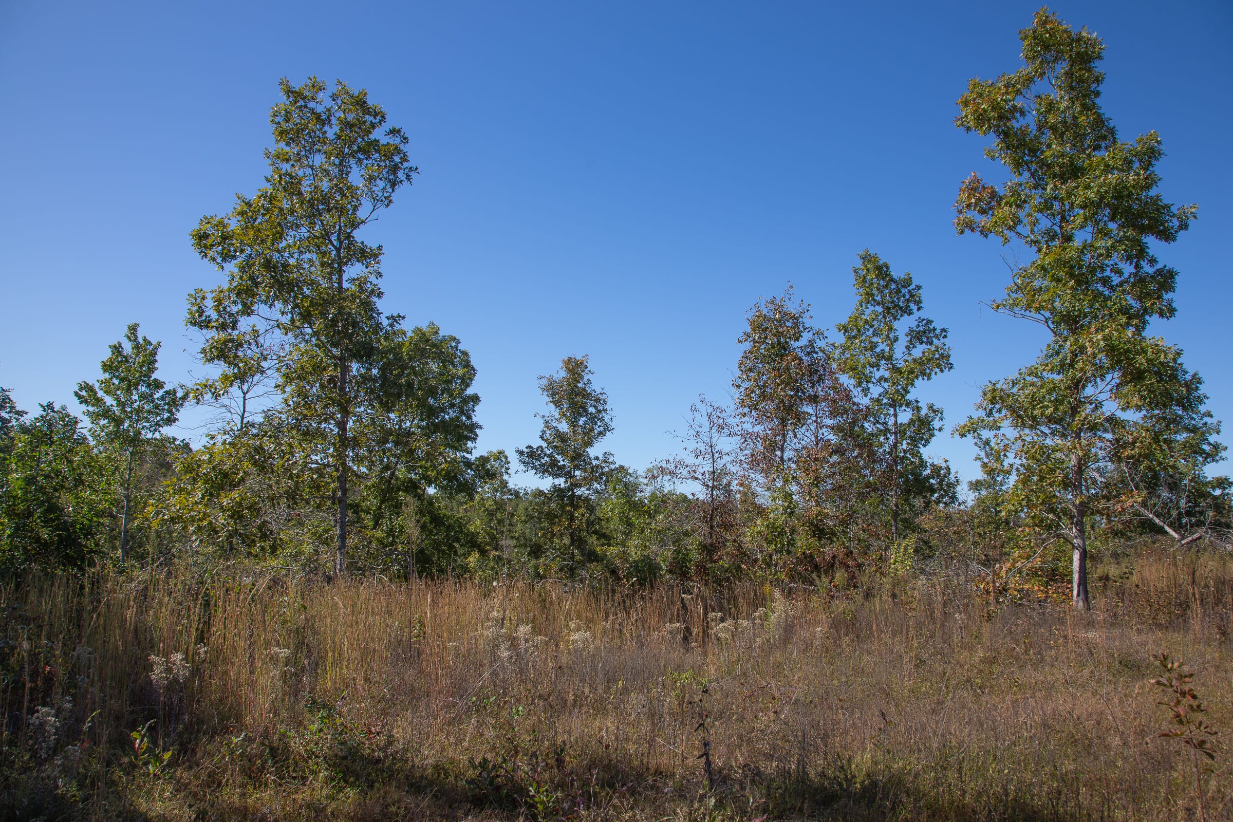 Borgmann’s Hollow Phase IV Tract 104 photo 14