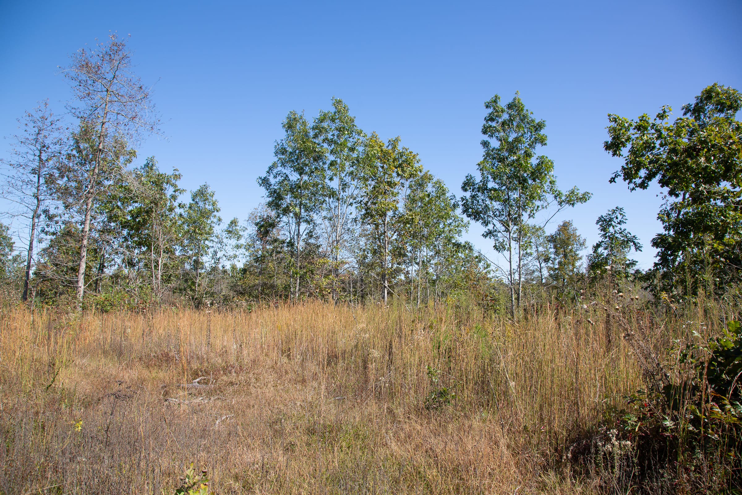Borgmann’s Hollow Phase IV Tract 104 photo 16