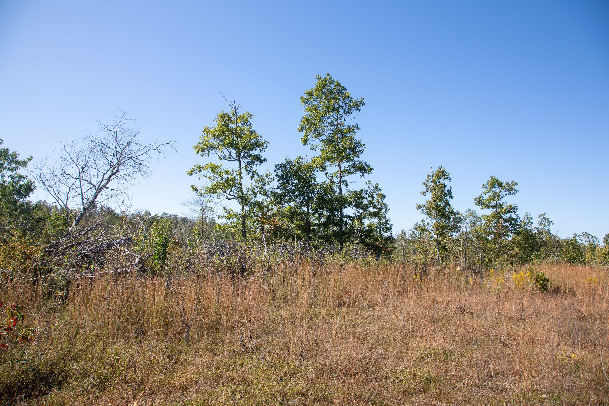 Borgmann’s Hollow Phase IV Tract 104 photo 18