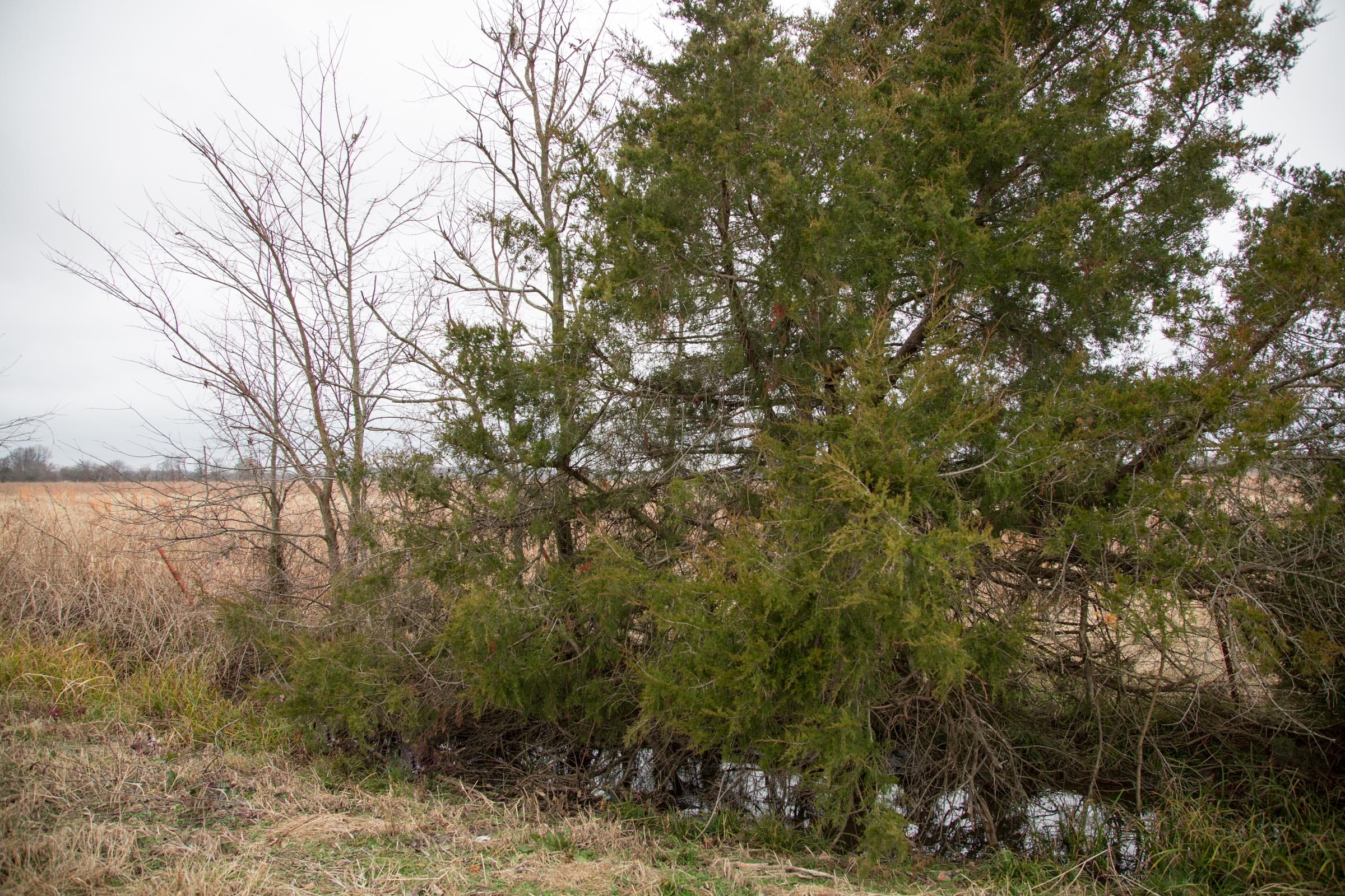 Canadian Plains Tract 13 photo 7
