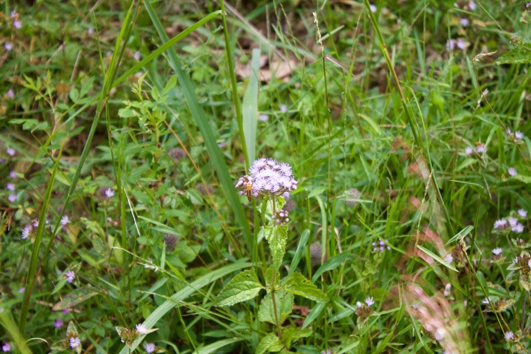 Heritage Hollow Tract 15 photo 1