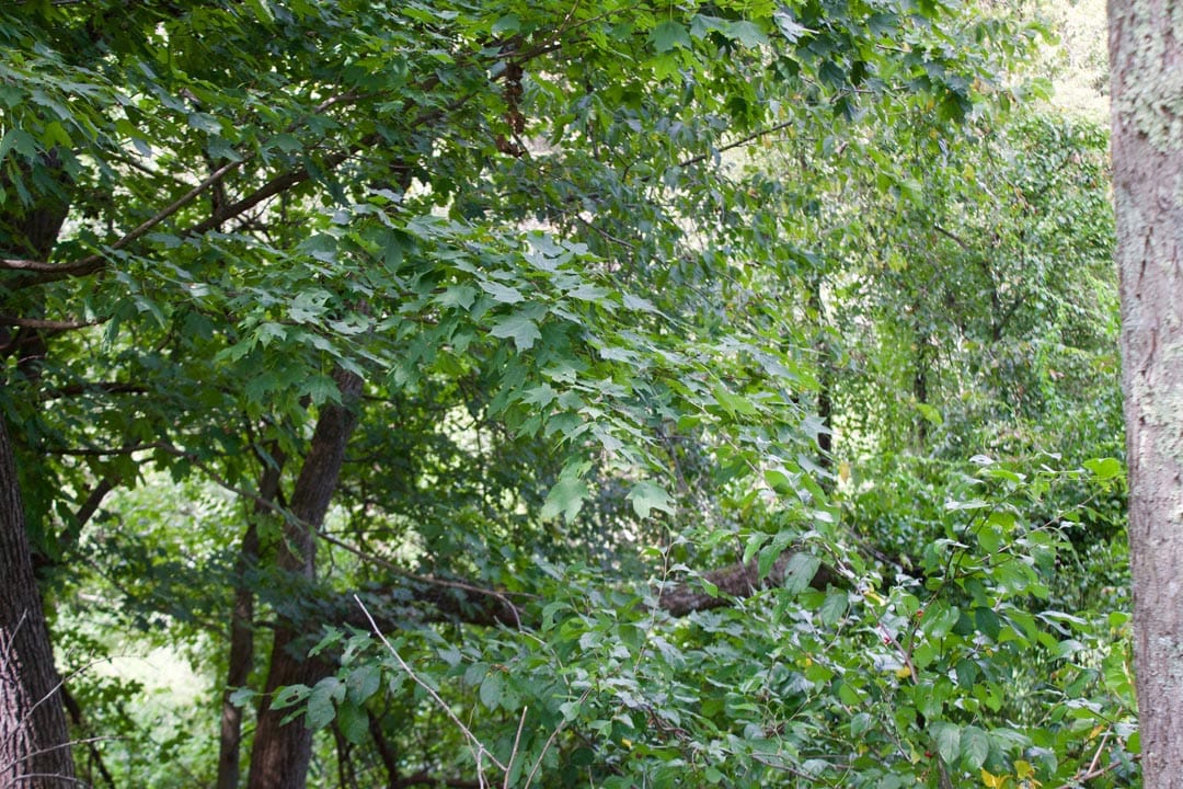 Heritage Hollow Tract 15 photo 6