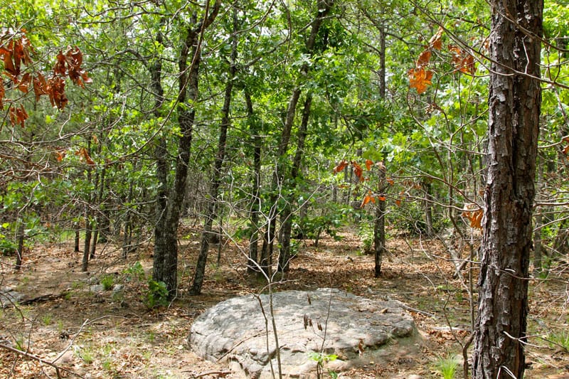 Trophy Ridge Phase II Tract 90 photo 2