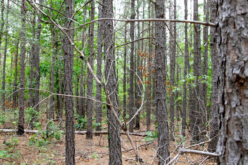 Trophy Ridge Phase II Tract 90 photo 3