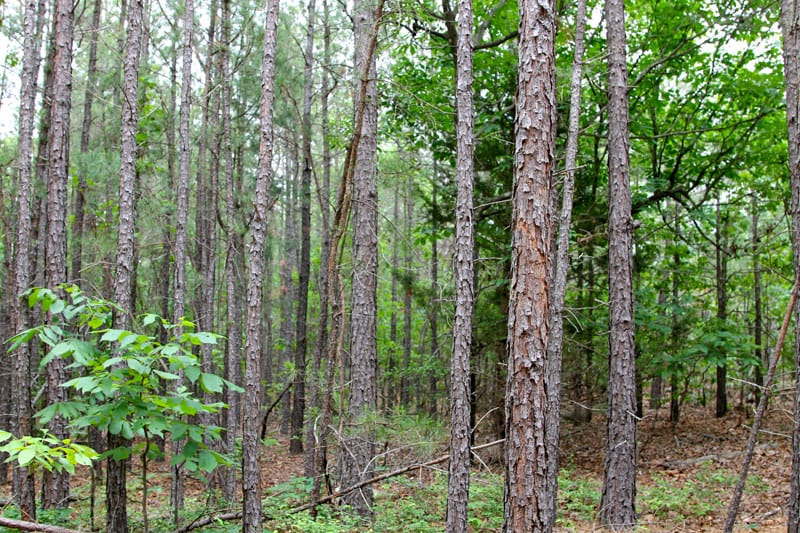 Trophy Ridge Phase II Tract 90 photo 4