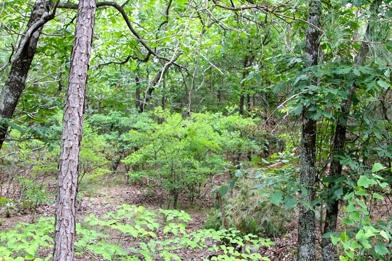 Trophy Ridge Phase II Tract 90 photo 6