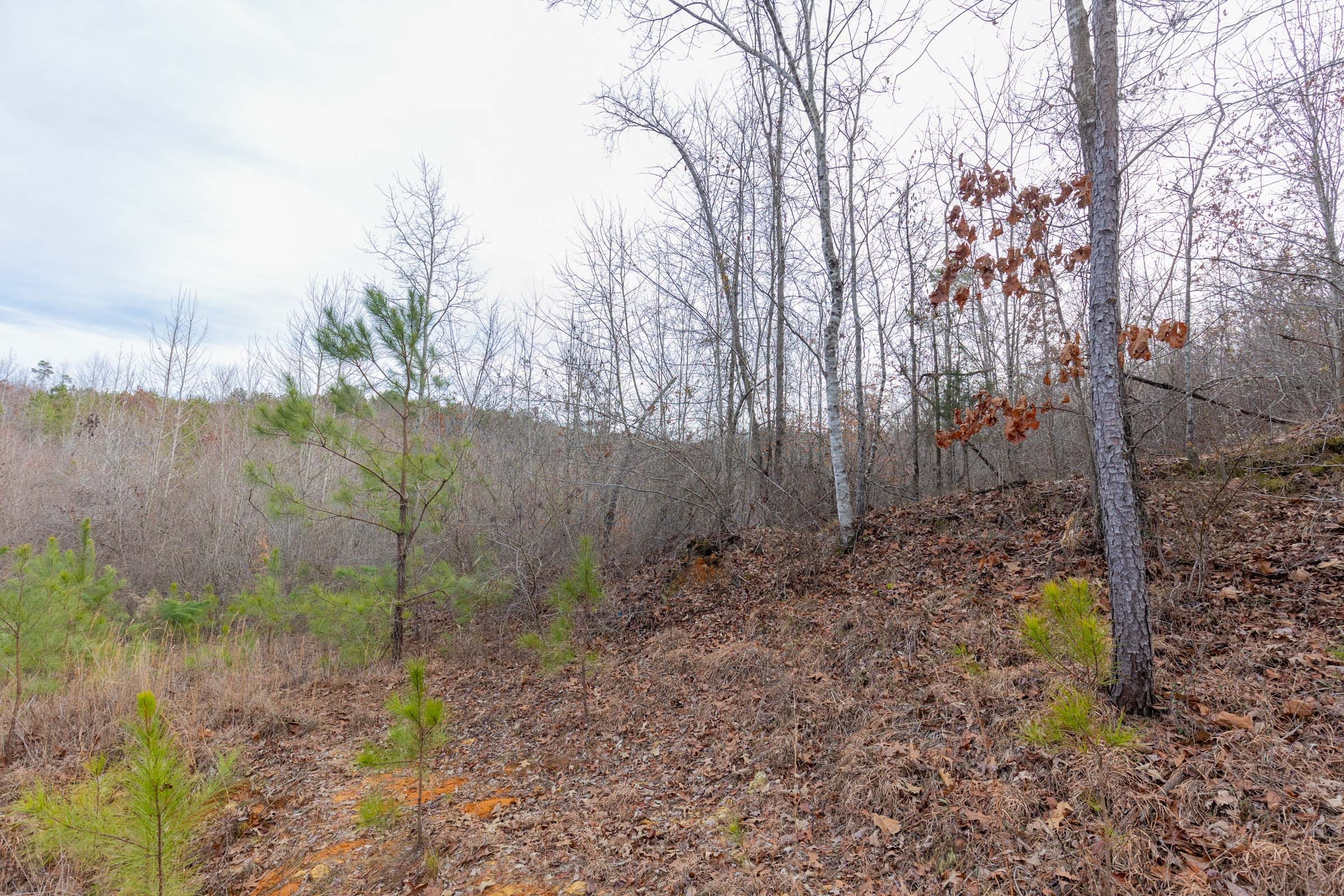 Baker Creek Tract 17 photo 8