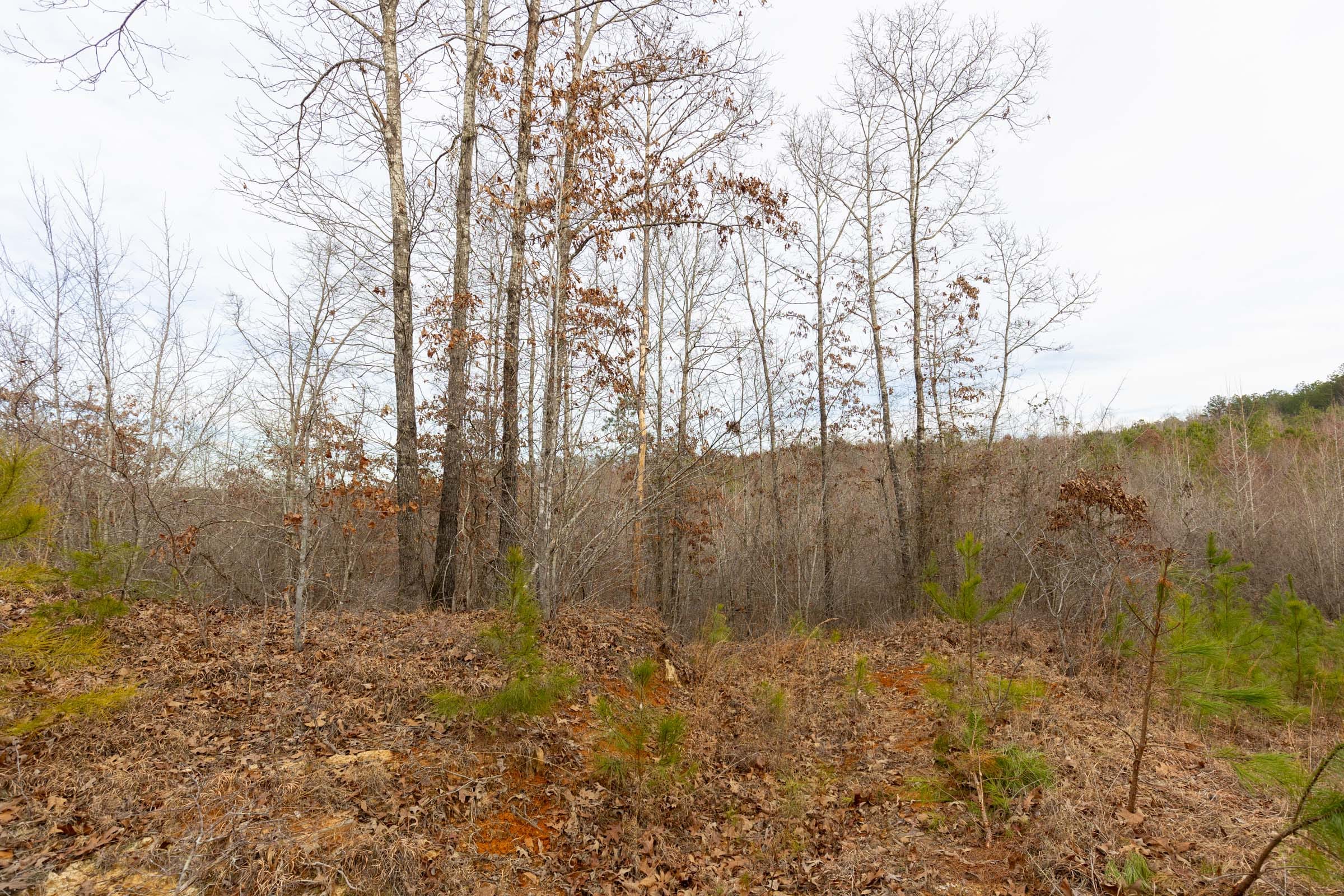 Baker Creek Tract 17 photo 10