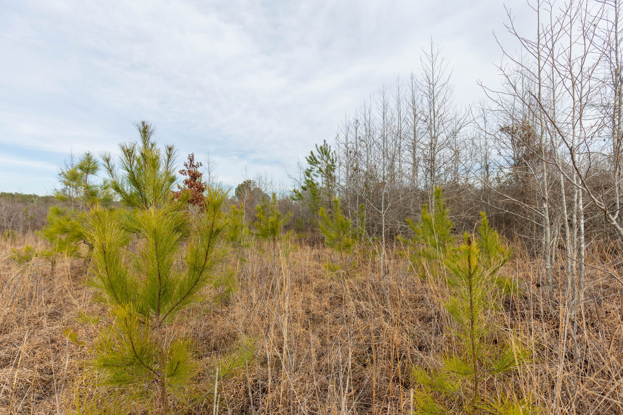 Baker Creek Tract 17 photo 3