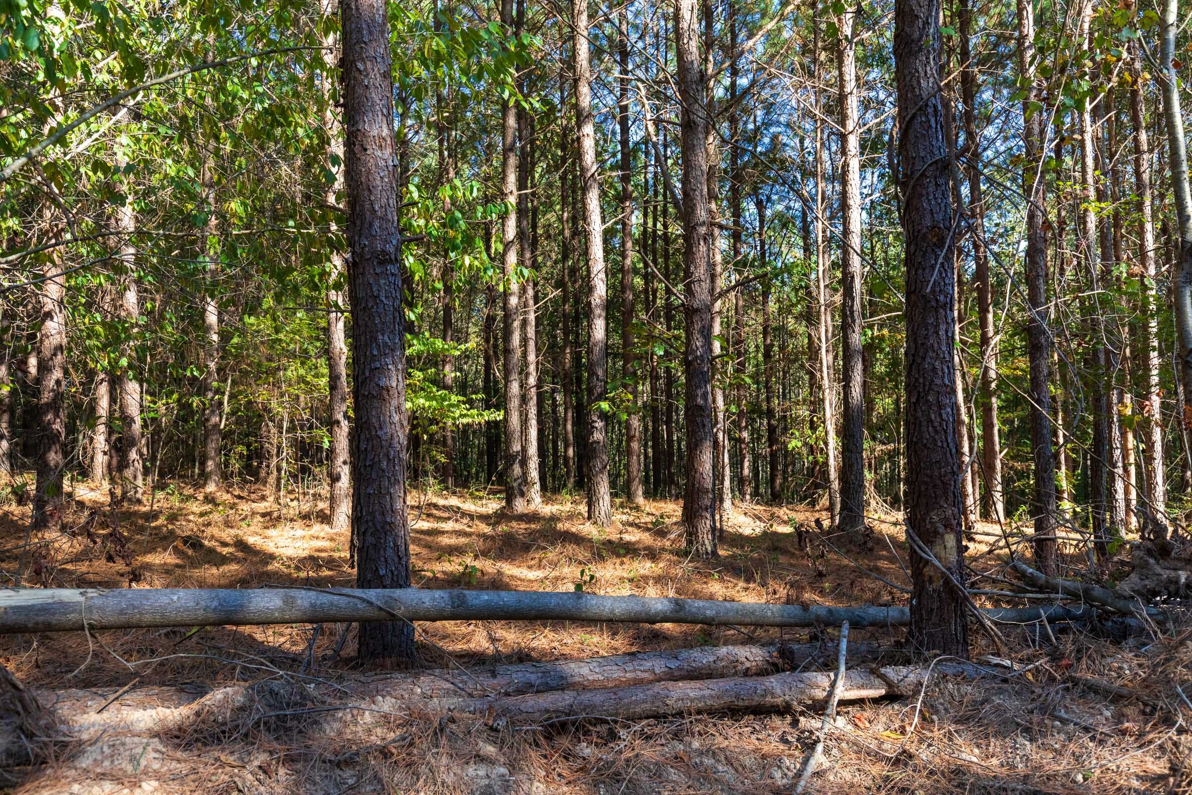 Bear Brook Tract 9 photo 8