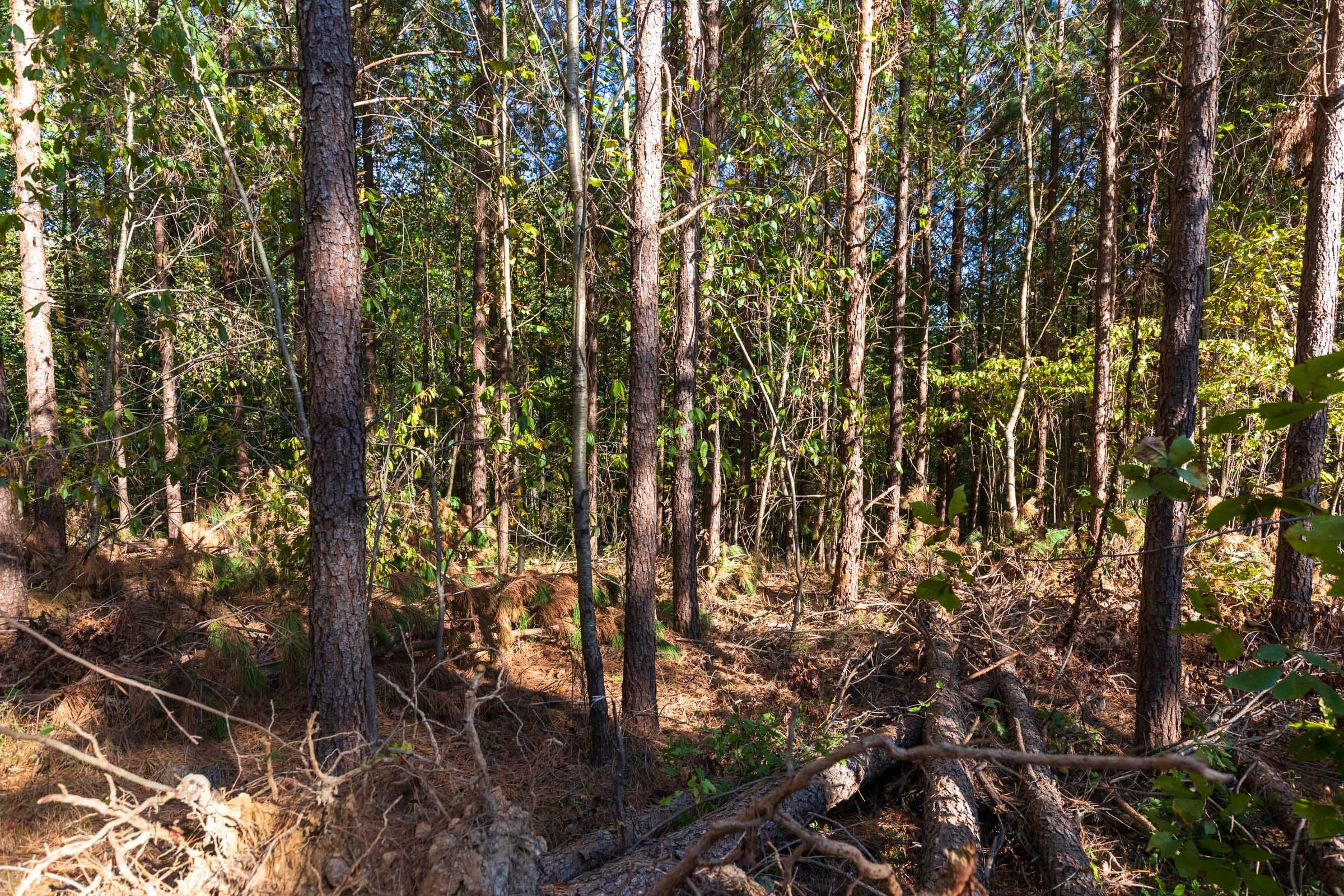 Bear Brook Tract 9 photo 4