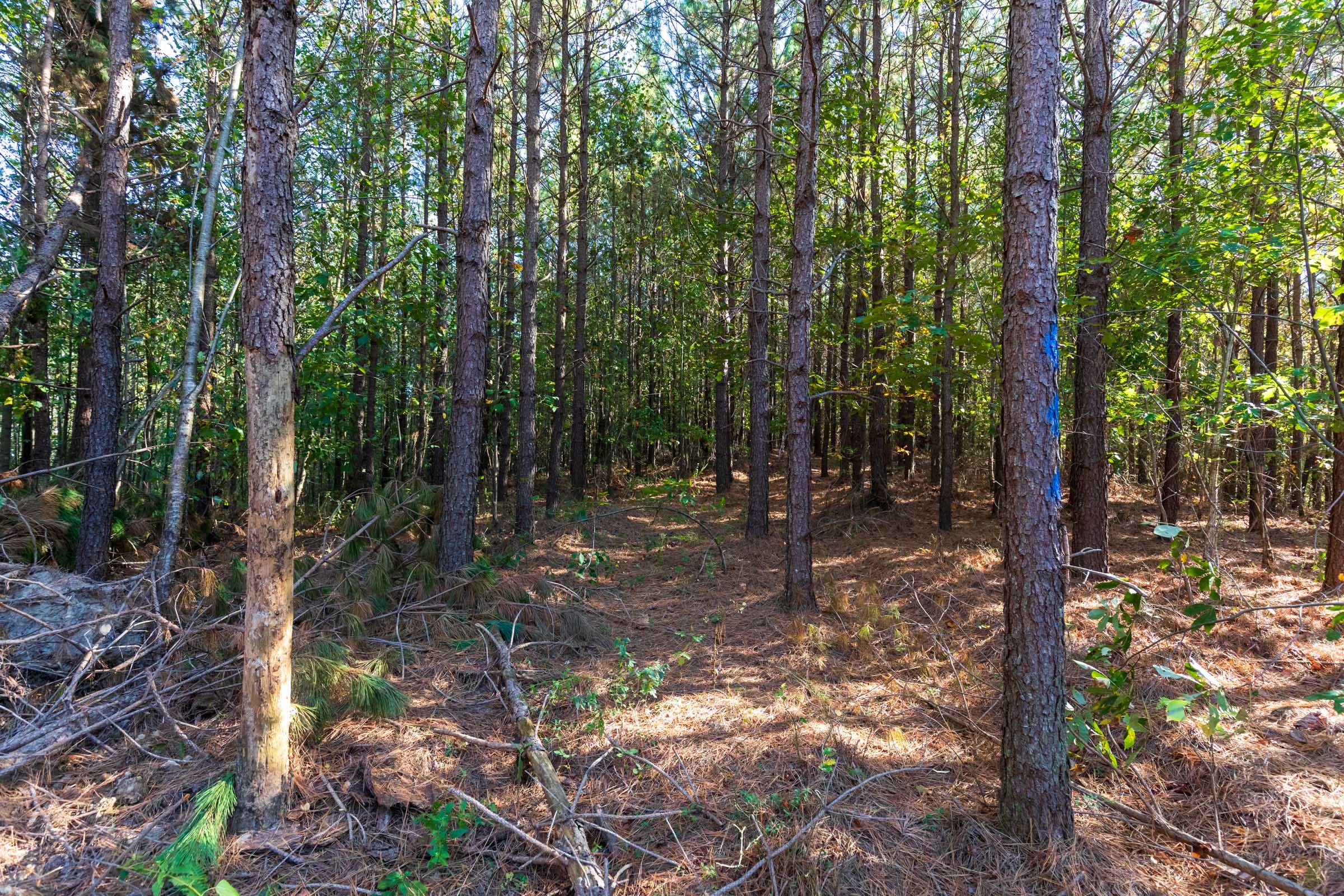 Bear Brook Tract 9 photo 2