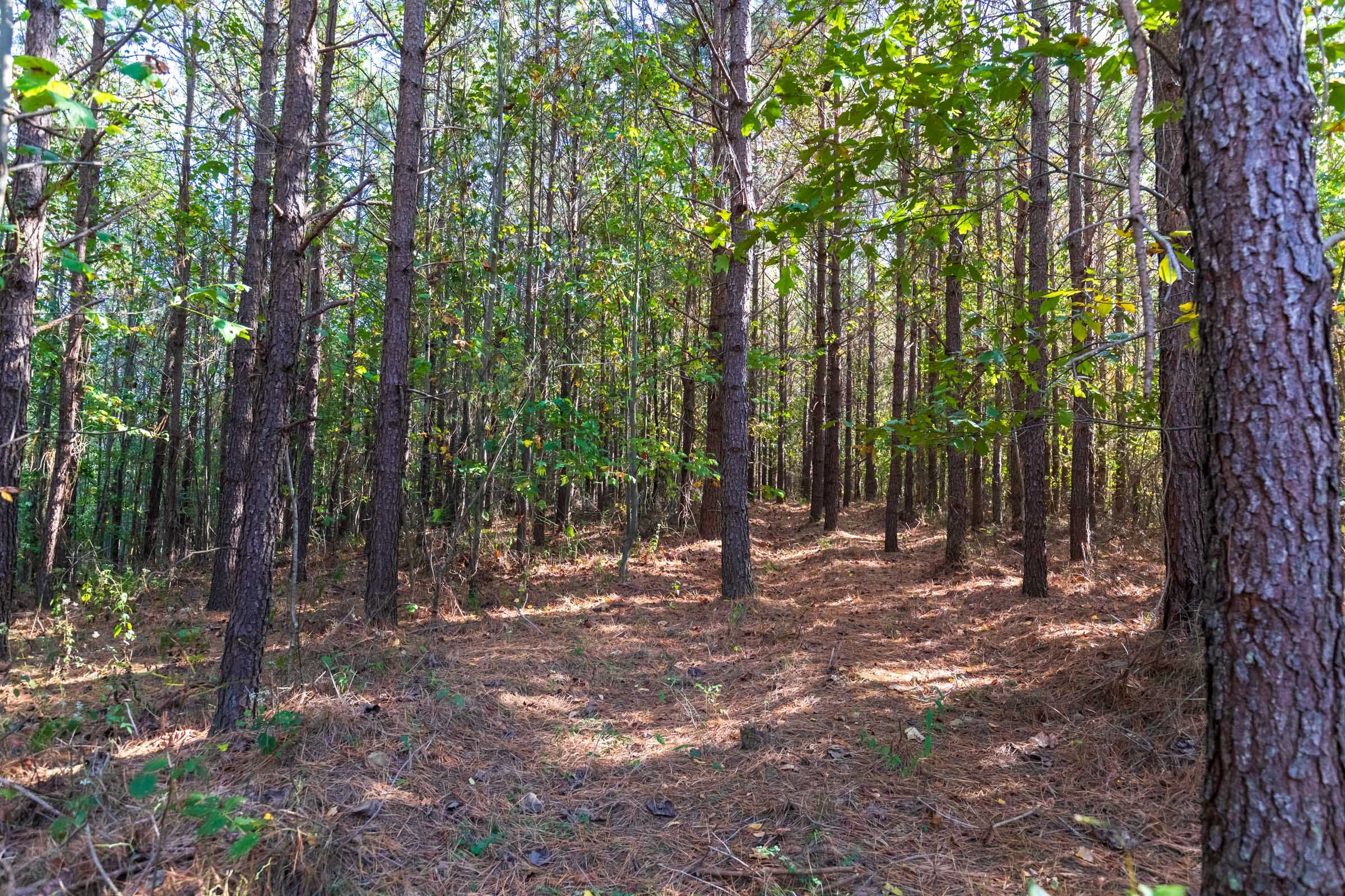 Bear Brook Tract 9 photo 7