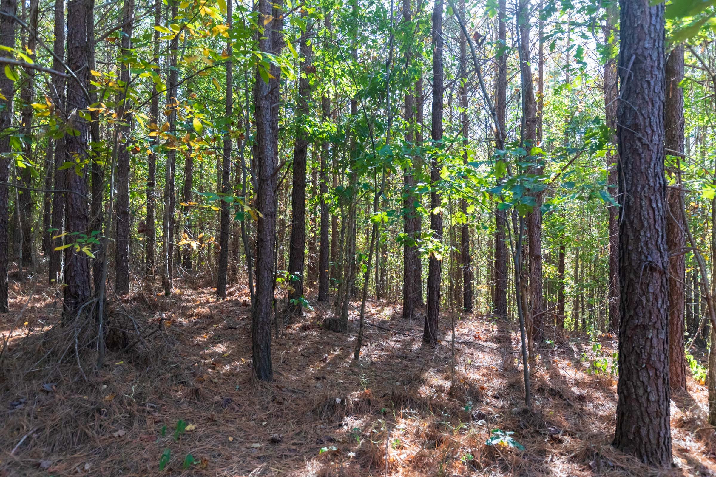 Bear Brook Tract 9 photo 9