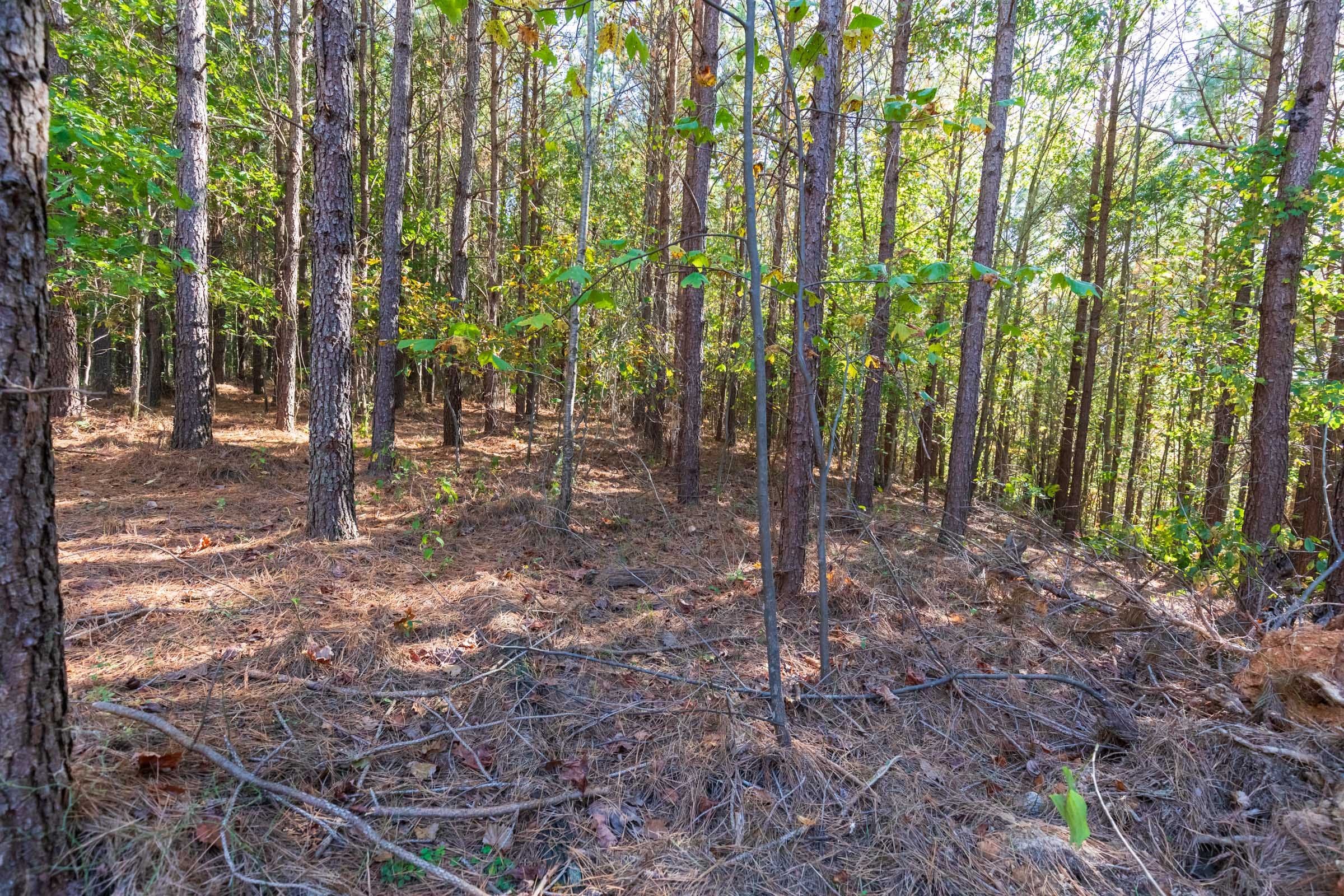 Bear Brook Tract 9 photo 12
