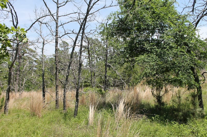 Indian Ridge – Phase II Tract 84 photo 4