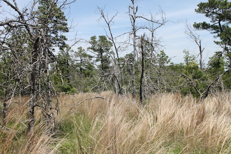 Indian Ridge – Phase II Tract 84 photo 5