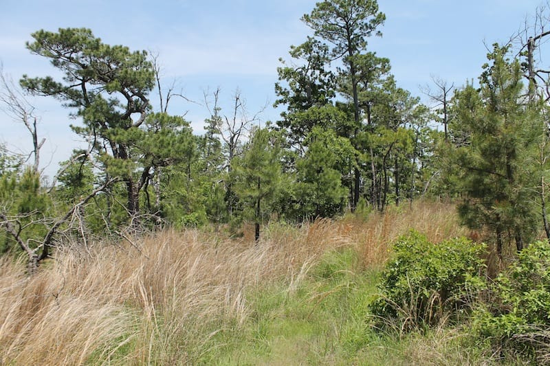Indian Ridge – Phase II Tract 84 photo 6