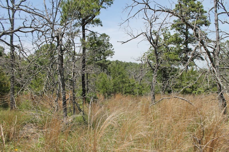 Indian Ridge – Phase II Tract 84 photo 9