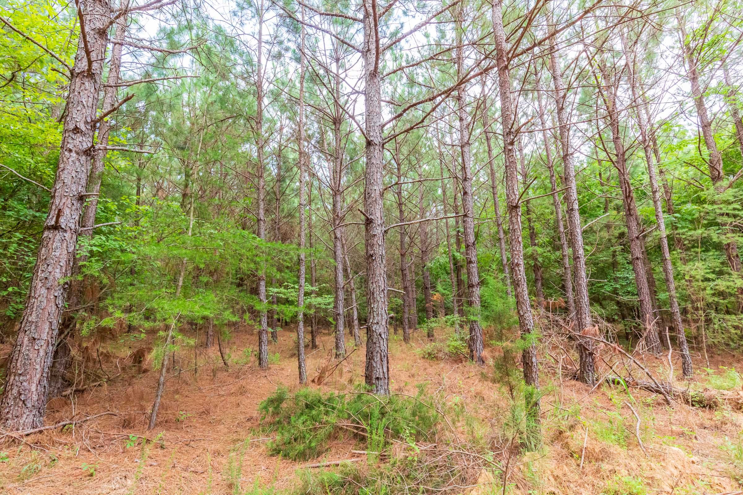 Whiskey Ridge Tract 76 photo 1