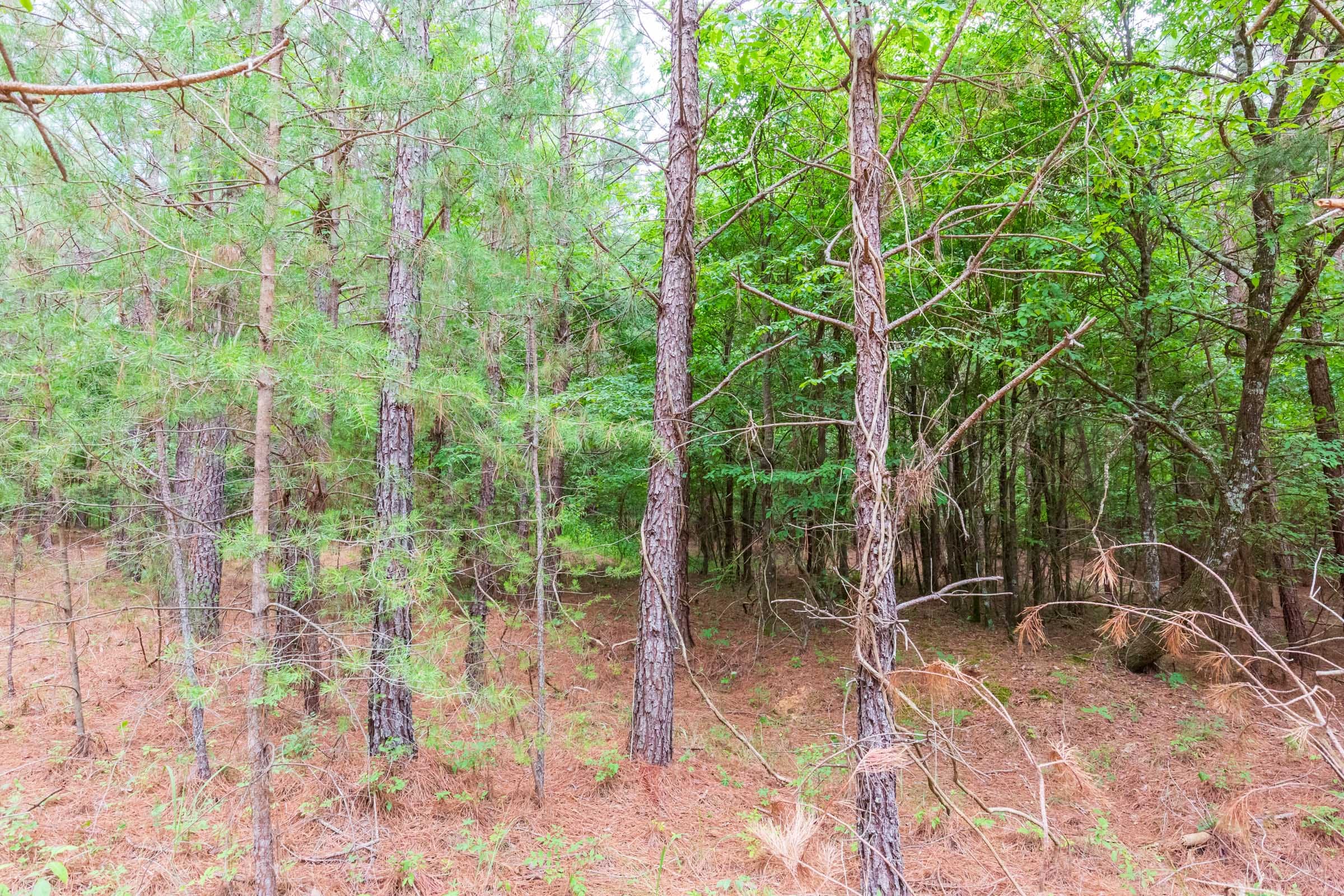 Whiskey Ridge Tract 76 photo 4