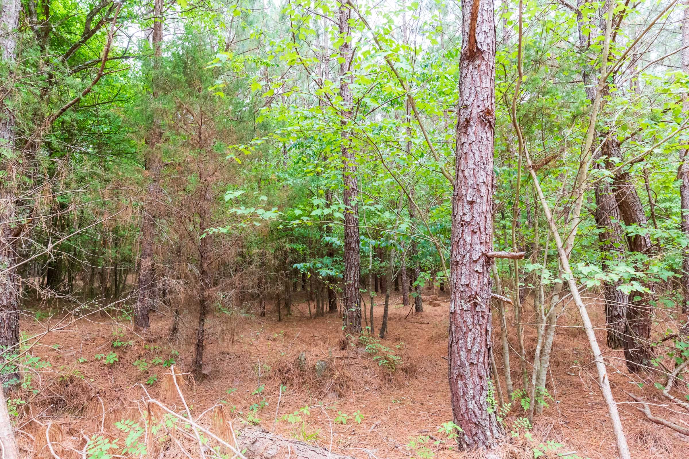 Whiskey Ridge Tract 76 photo 6