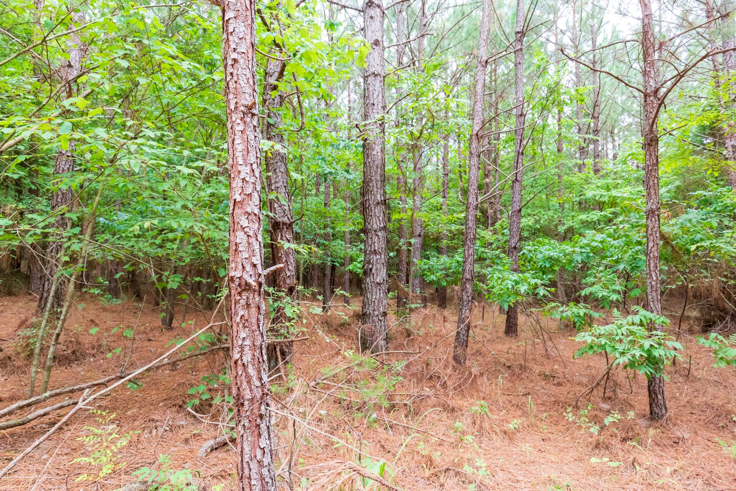 Whiskey Ridge Tract 76 photo 7