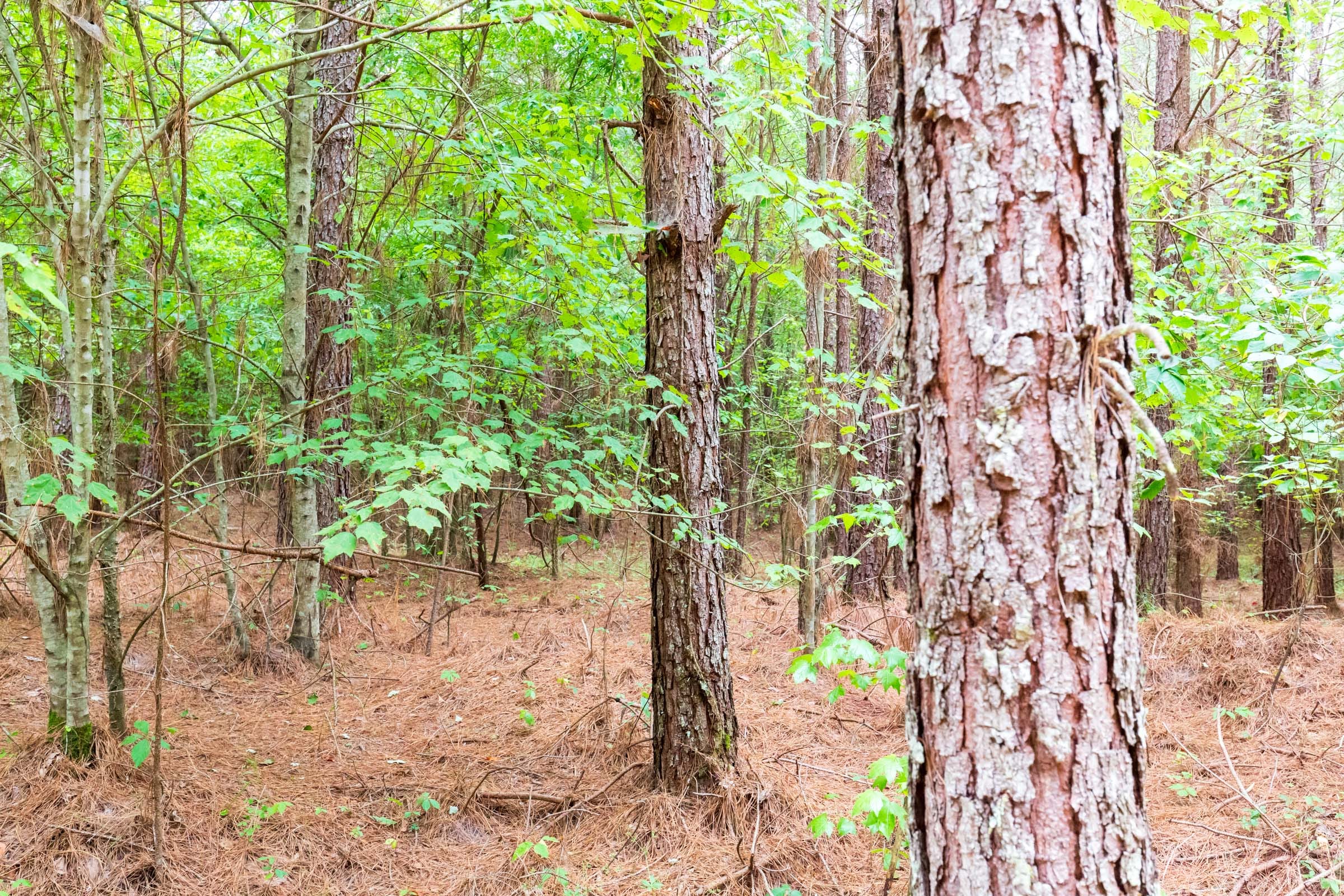 Whiskey Ridge Tract 76 photo 3
