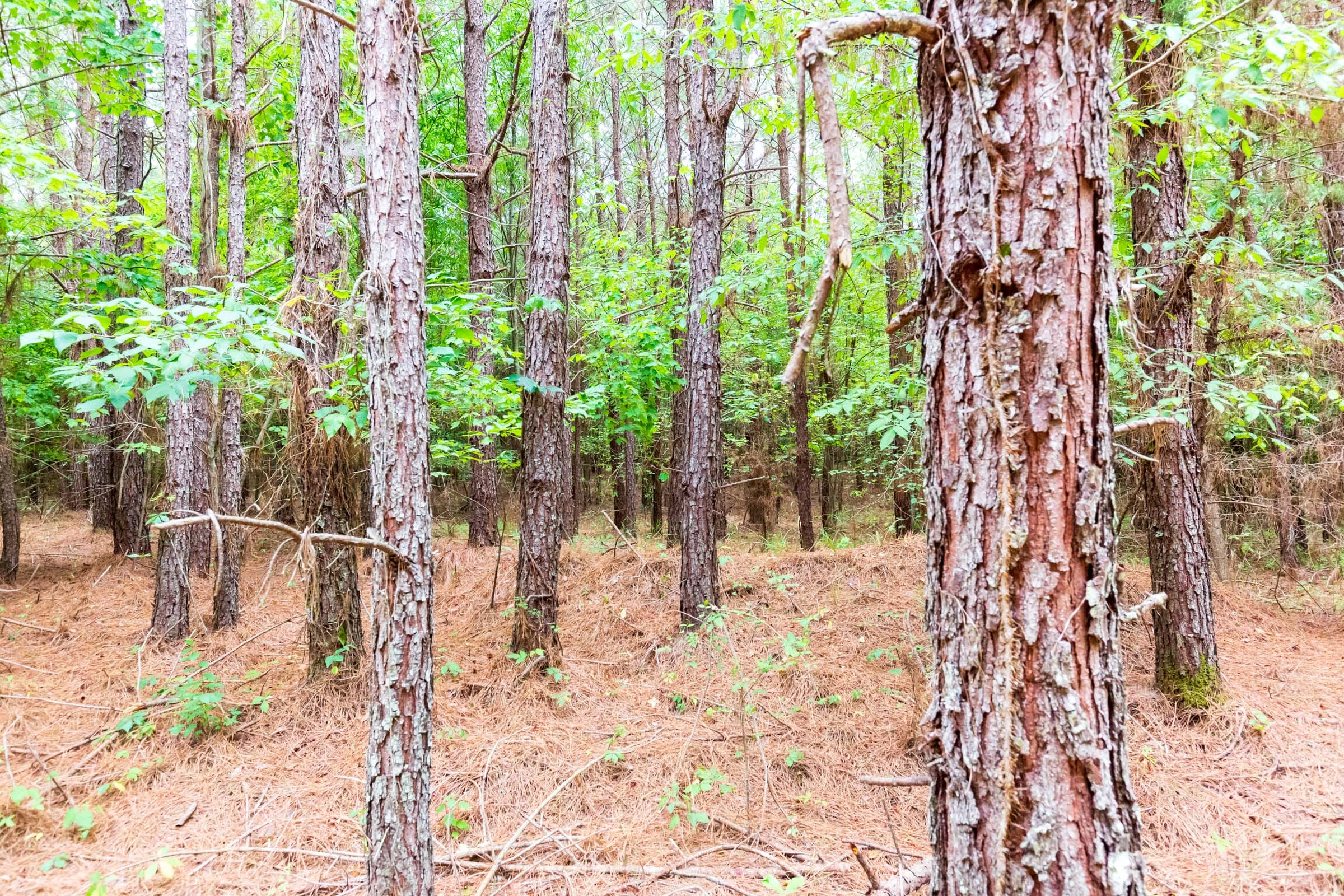 Whiskey Ridge Tract 76 photo 8