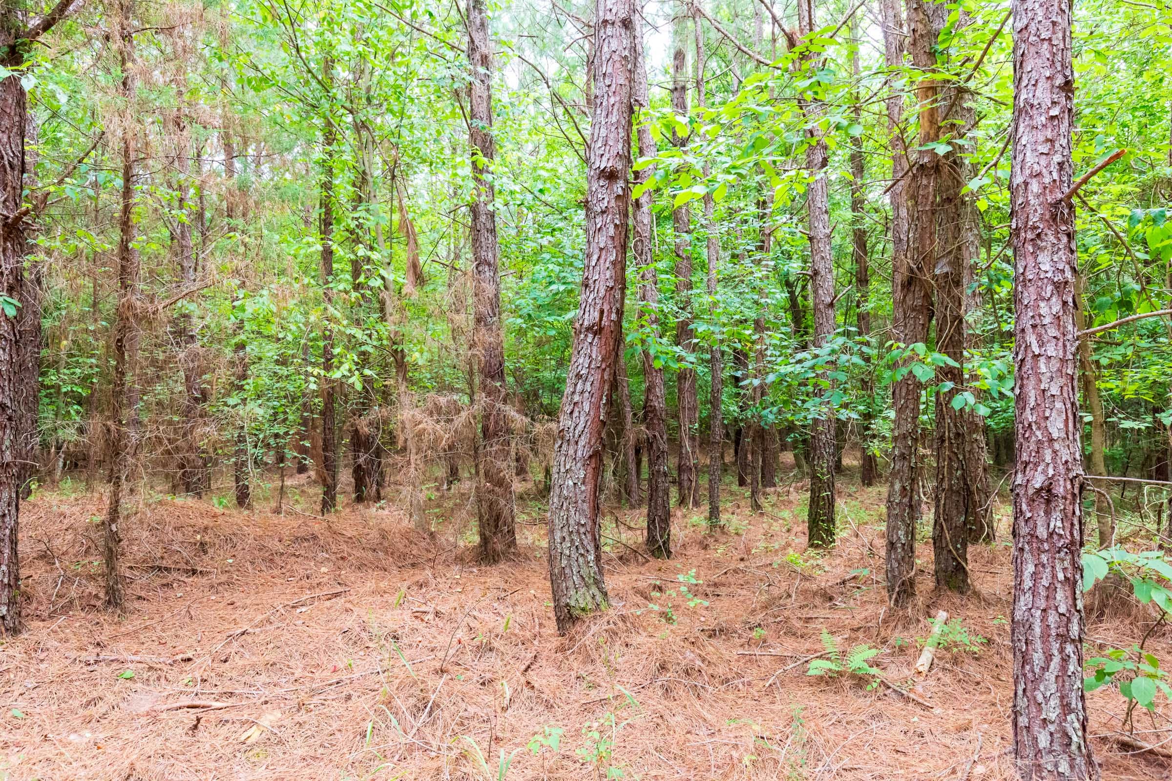 Whiskey Ridge Tract 76 photo 5
