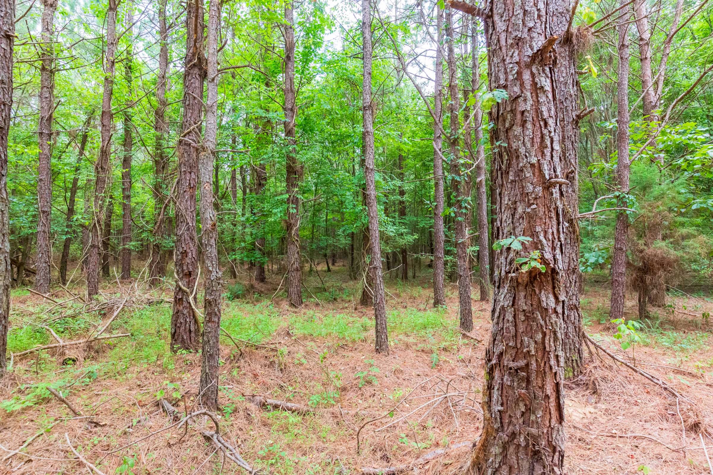 Whiskey Ridge Tract 76 photo 9