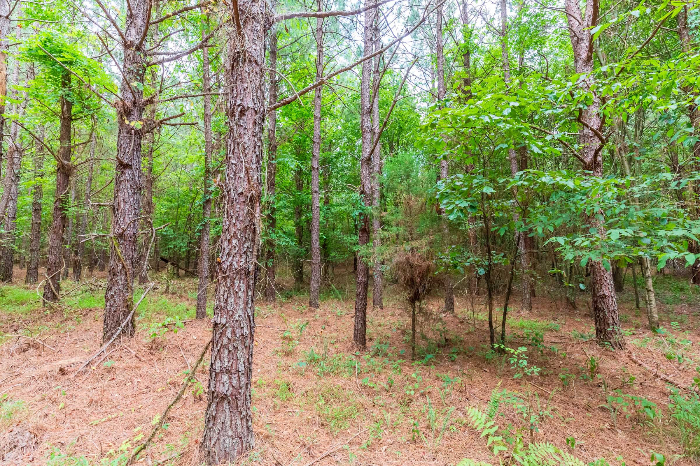Whiskey Ridge Tract 76 photo 10