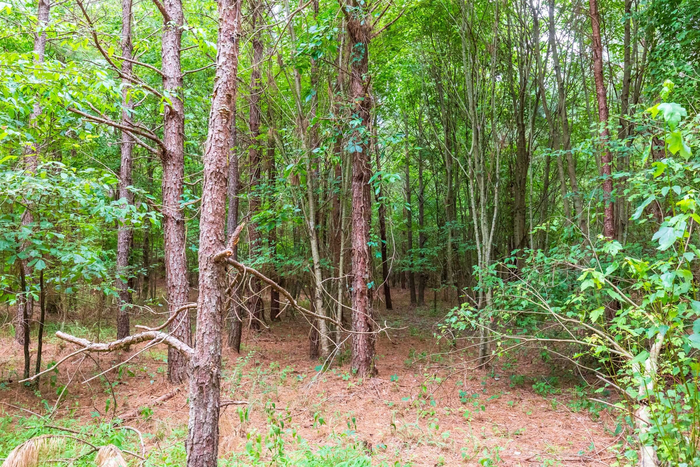 Whiskey Ridge Tract 76 photo 11