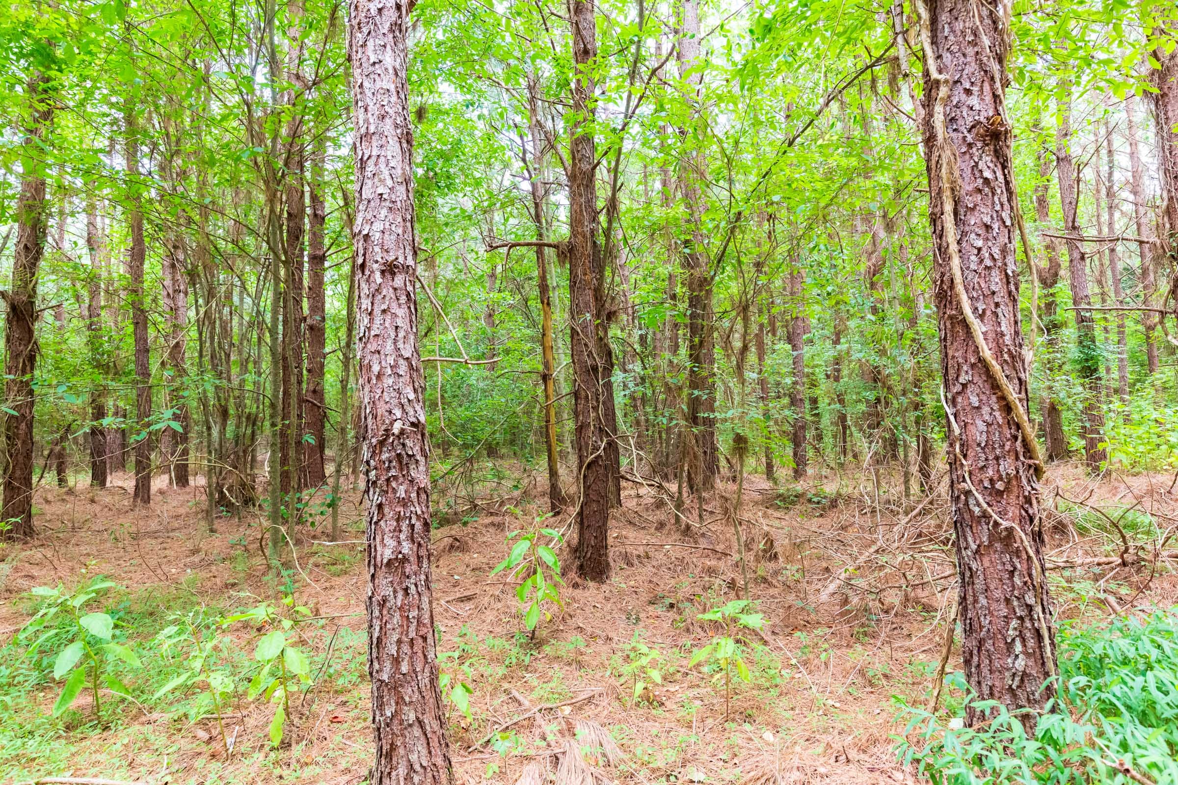 Whiskey Ridge Tract 76 photo 12