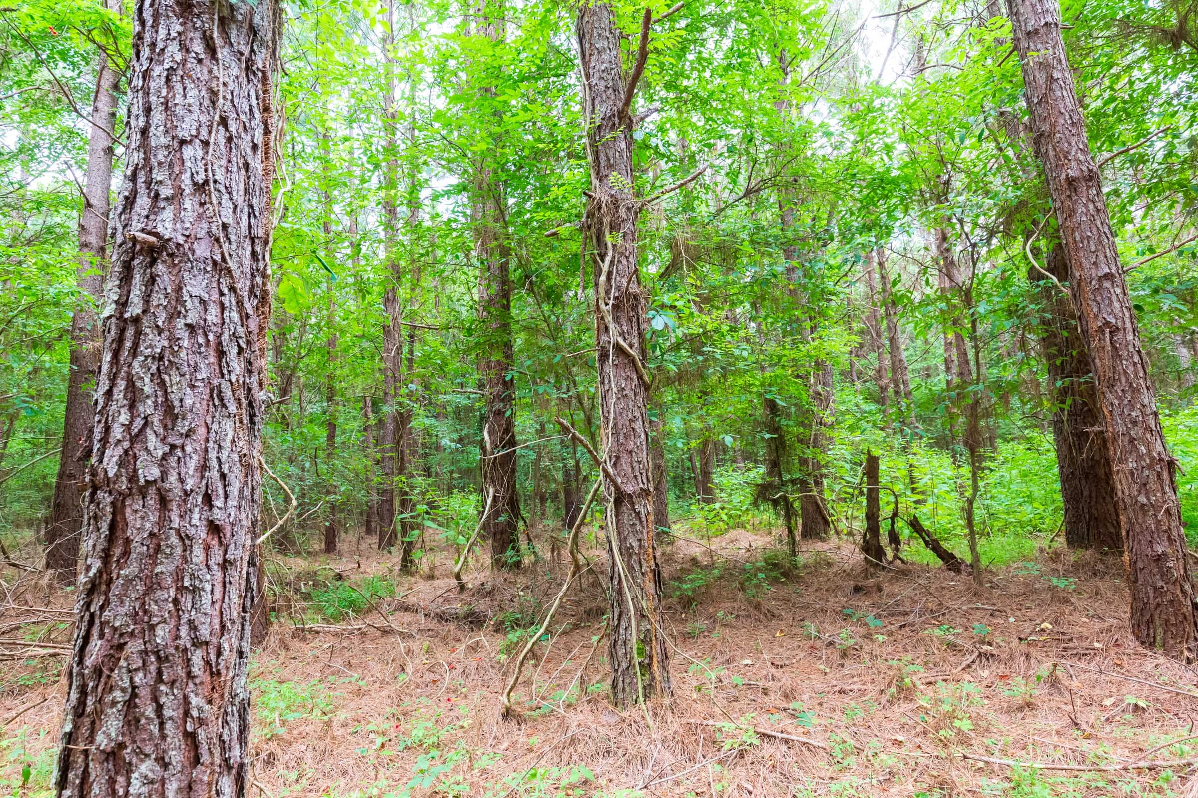 Whiskey Ridge Tract 76 photo 14