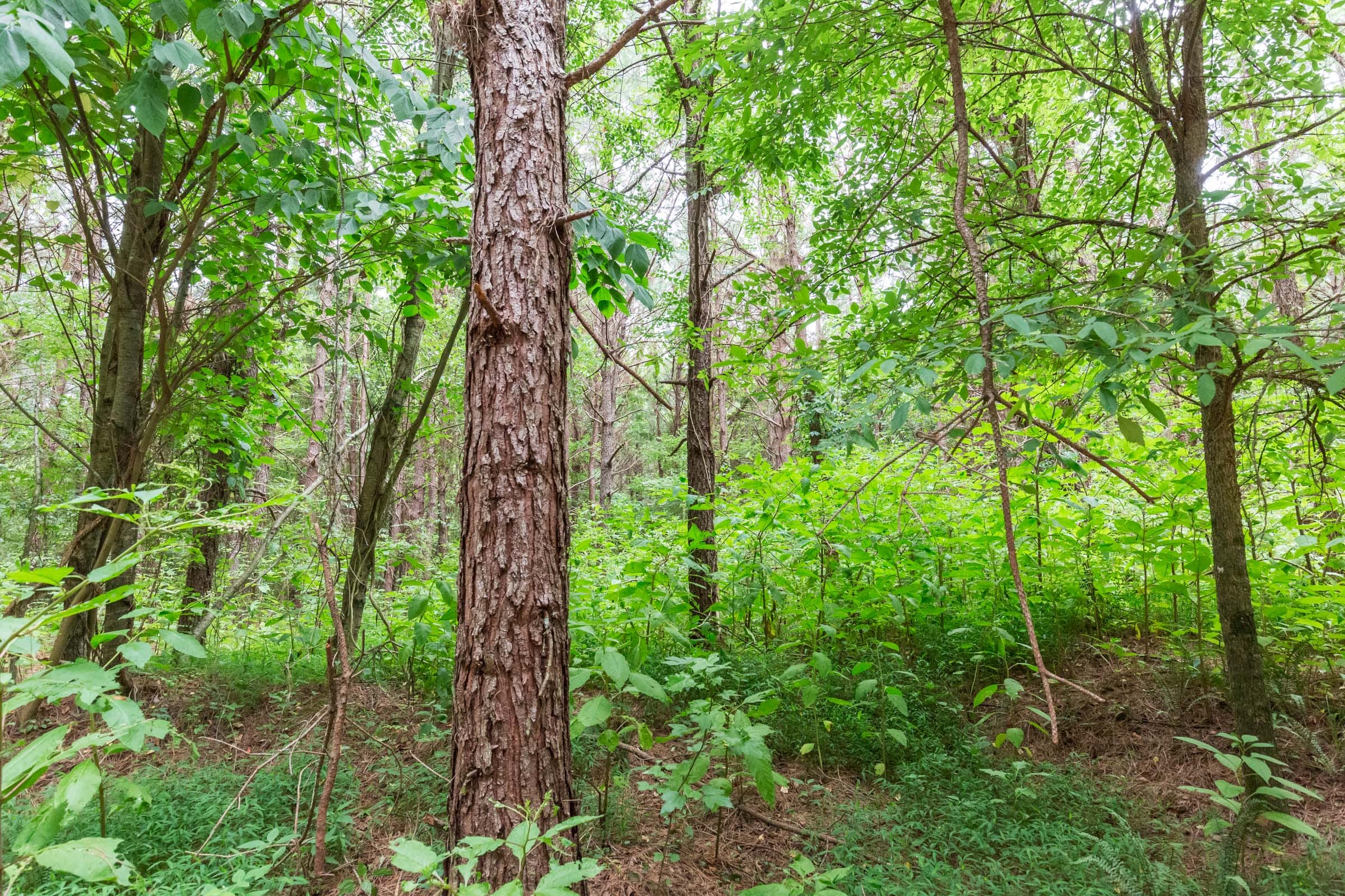 Whiskey Ridge Tract 76 photo 19
