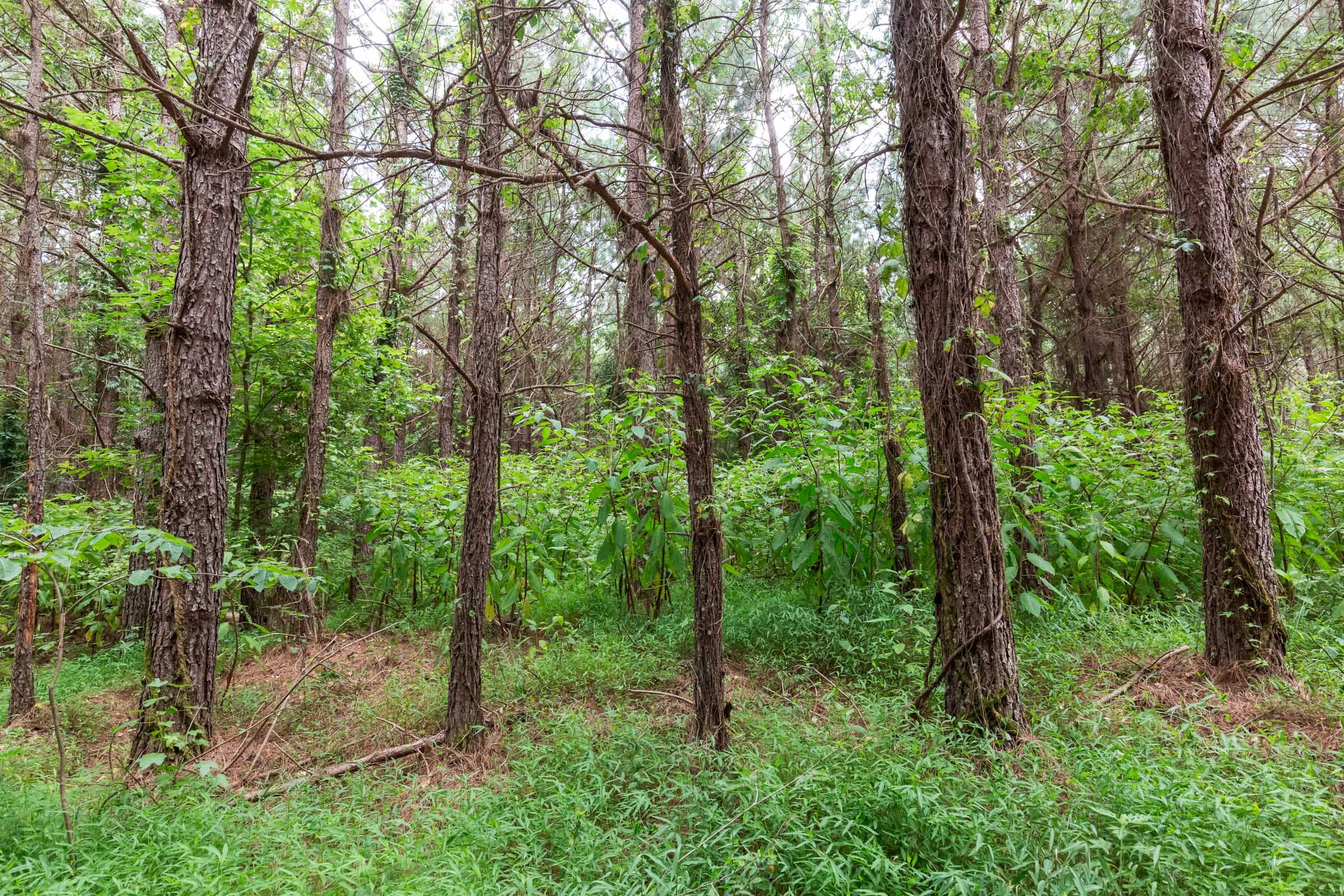 Whiskey Ridge Tract 76 photo 15