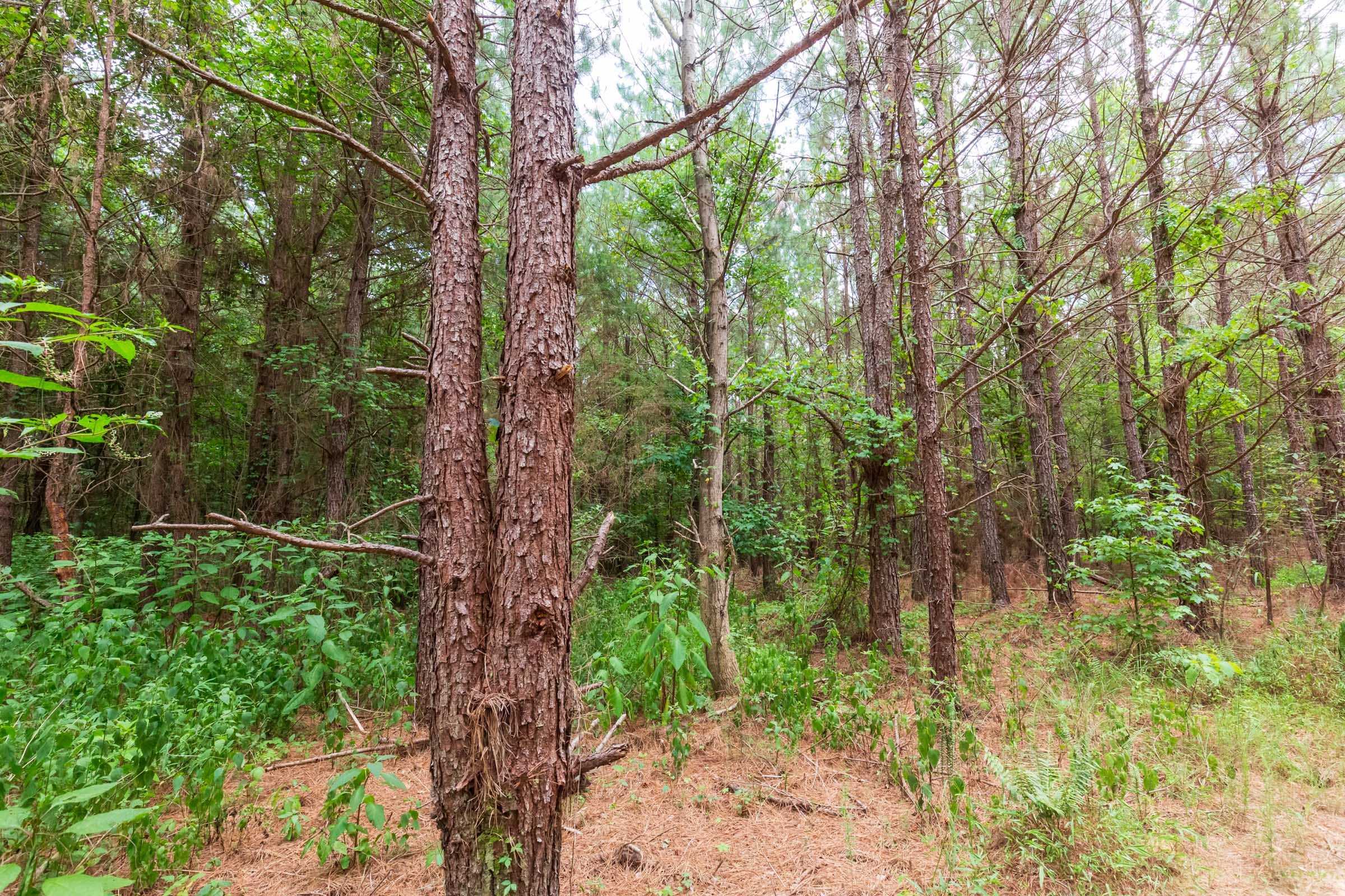 Whiskey Ridge Tract 76 photo 16