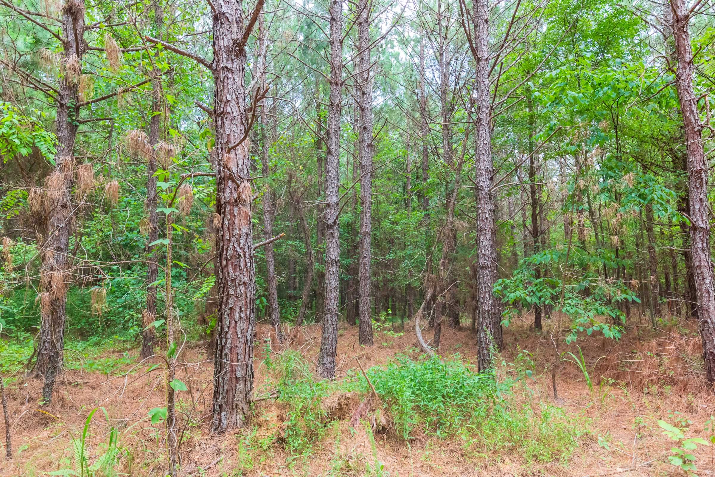 Whiskey Ridge Tract 76 photo 13