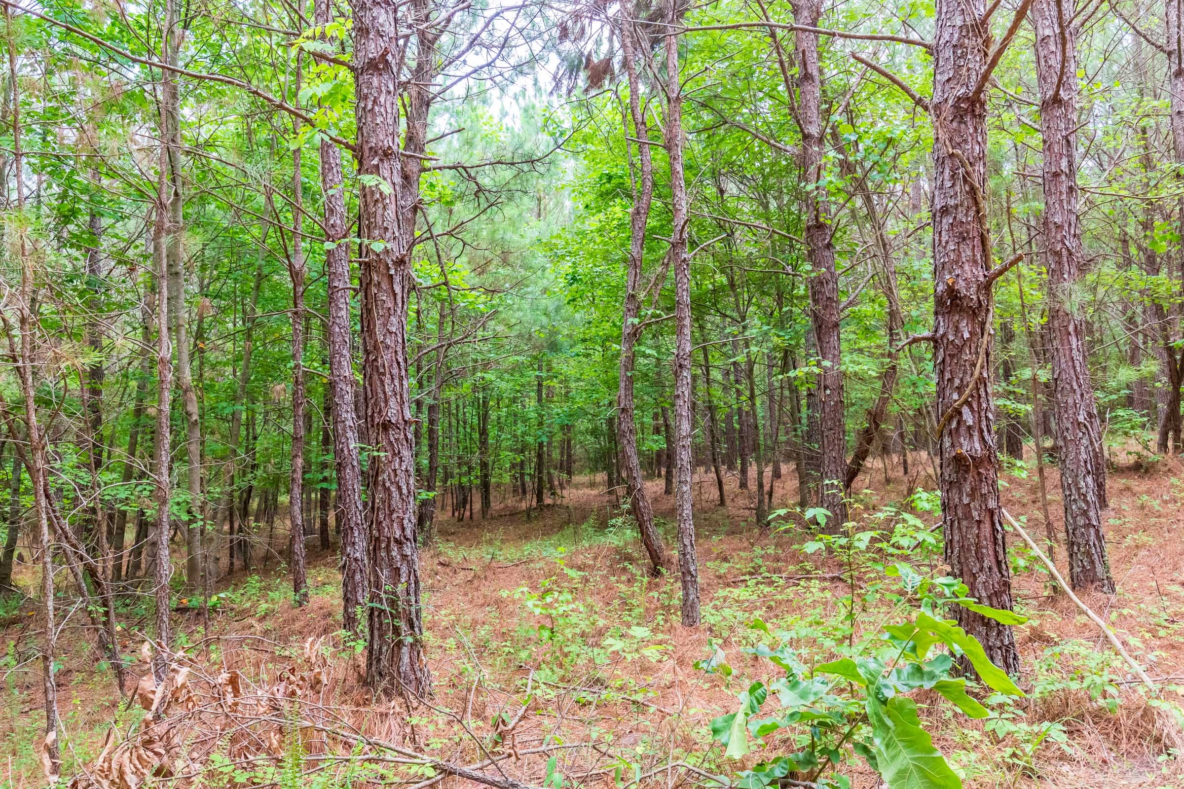 Whiskey Ridge Tract 76 photo 17